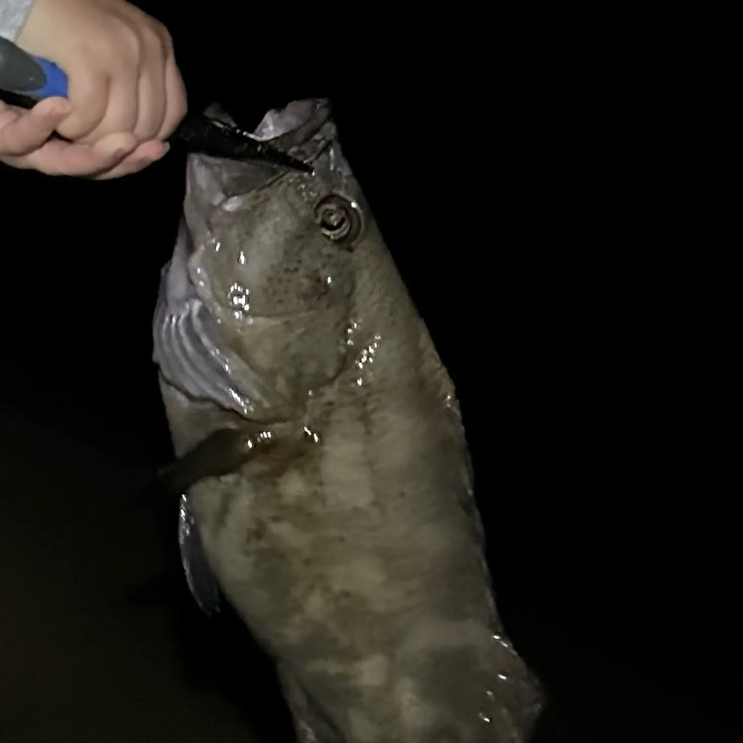 The most popular recent Malabar grouper catch on Fishbrain