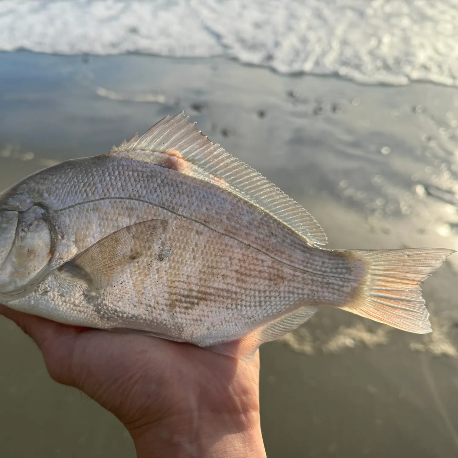 The most popular recent Calico surfperch catch on Fishbrain