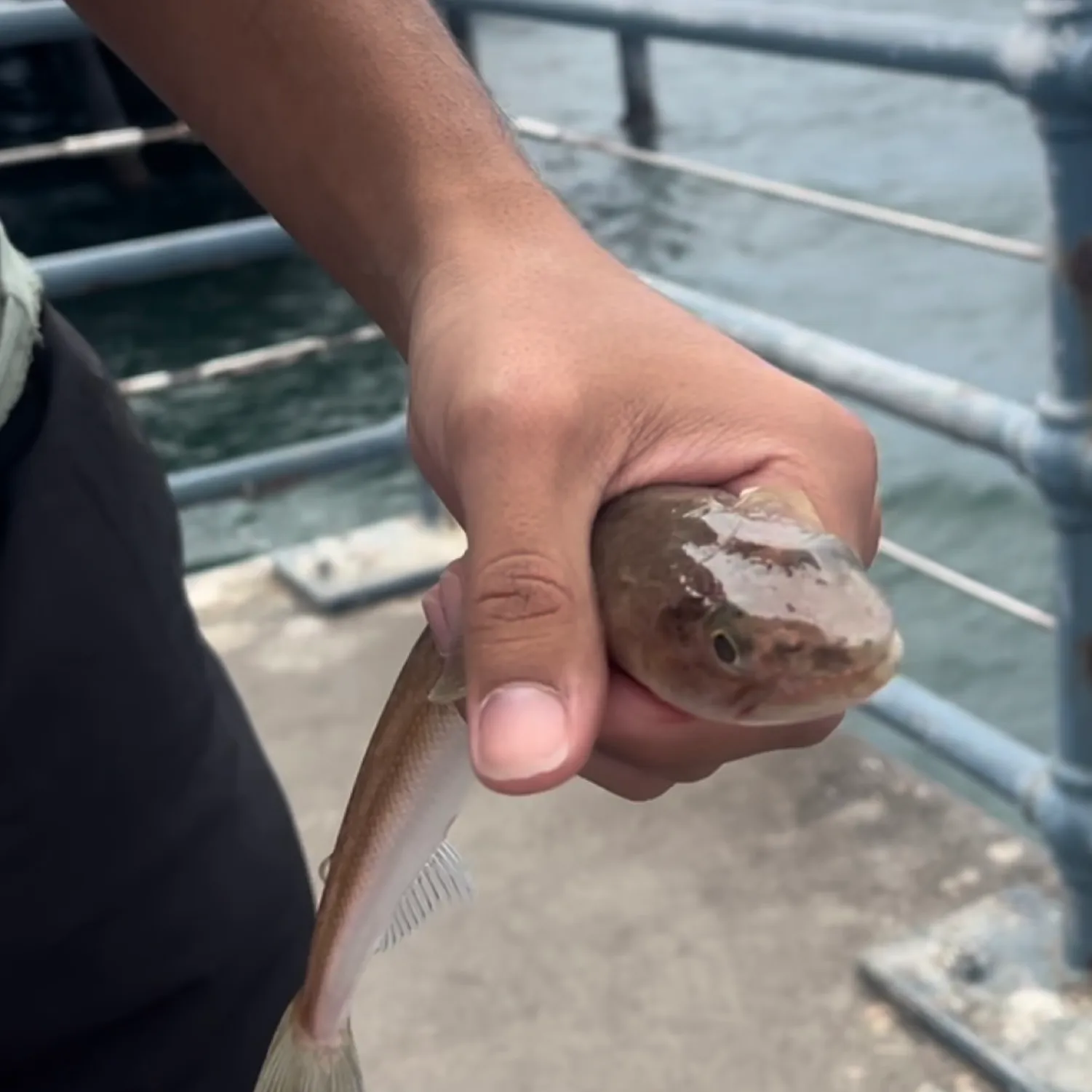 The most popular recent California lizardfish catch on Fishbrain