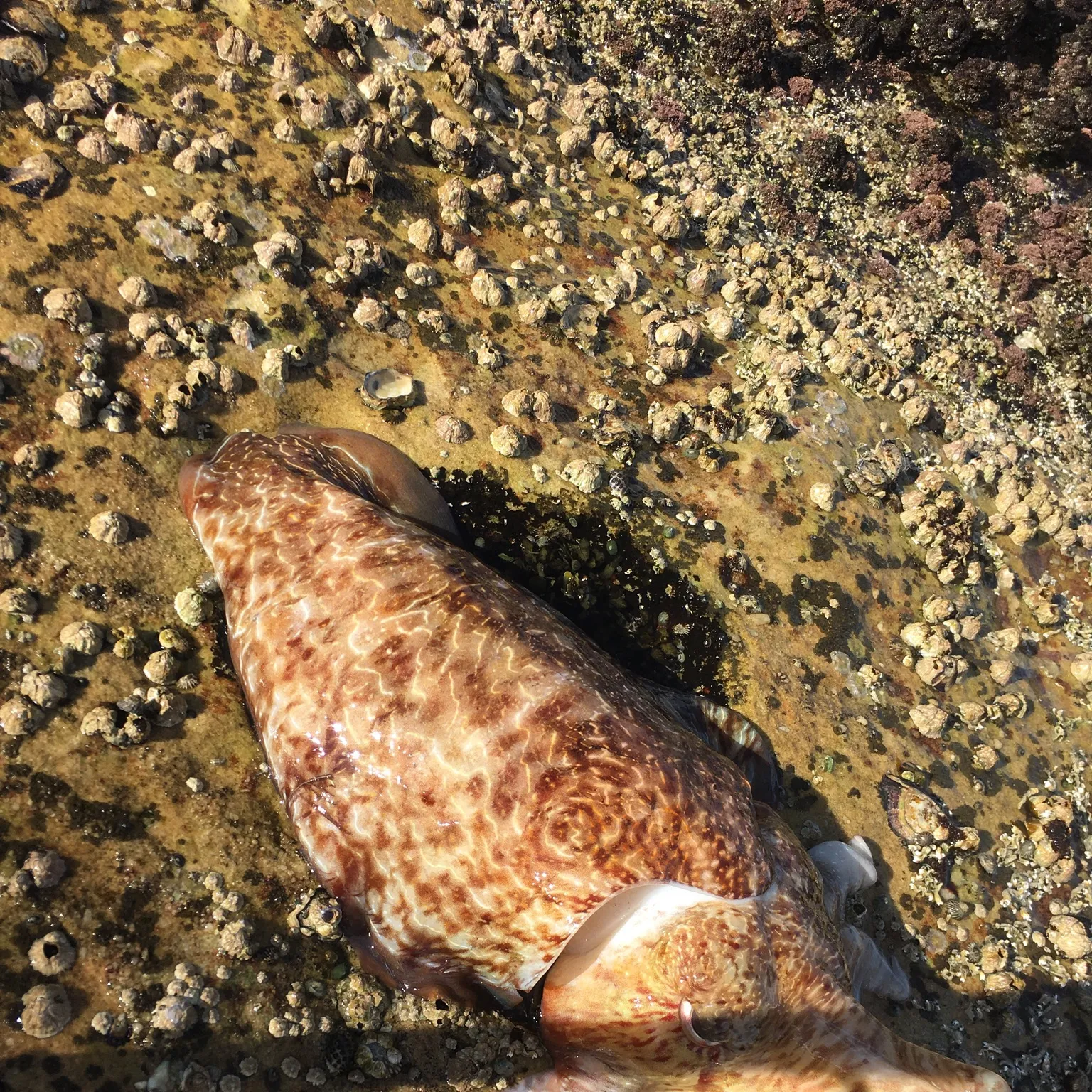 The most popular recent Common cuttlefish catch on Fishbrain