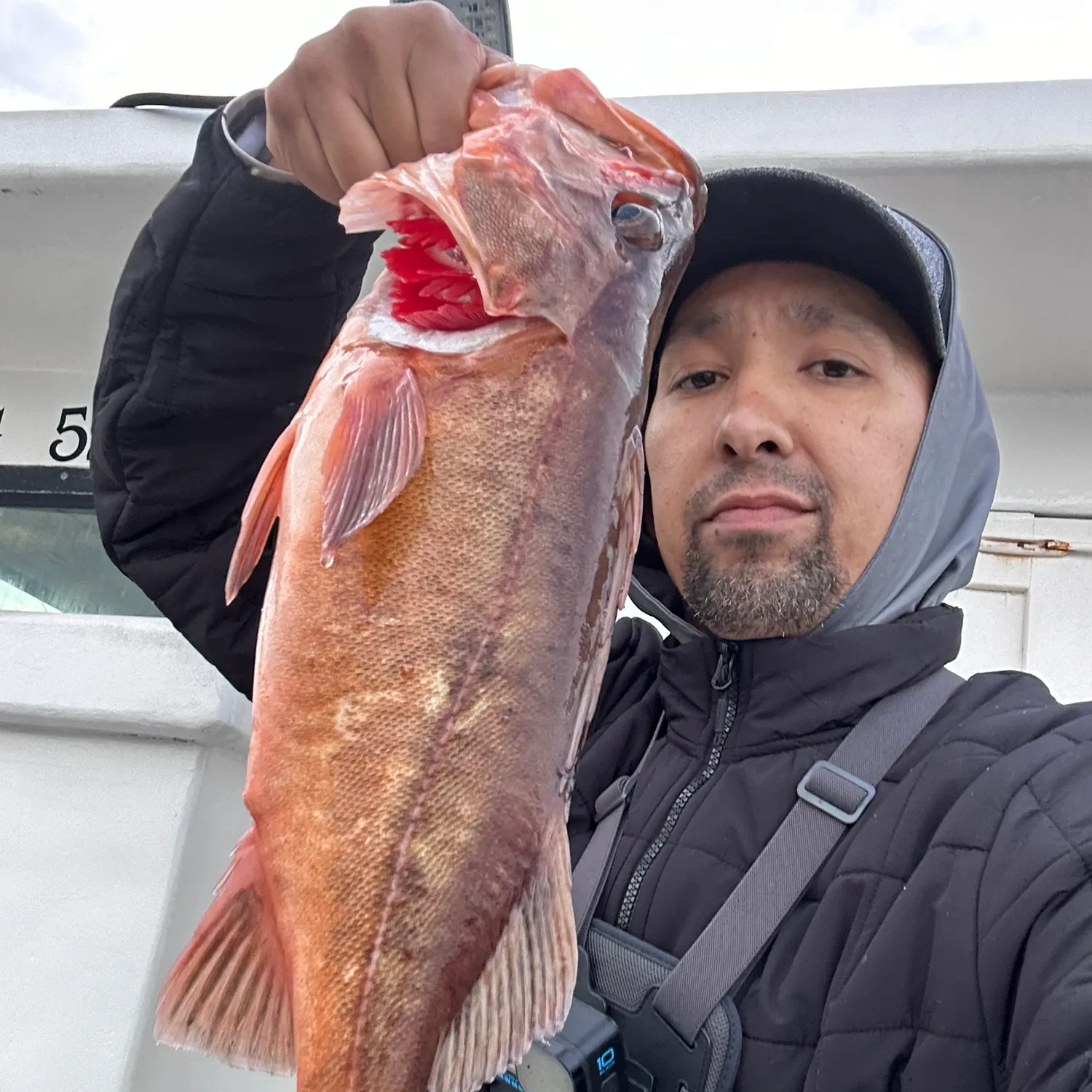 The most popular recent Bocaccio rockfish catch on Fishbrain