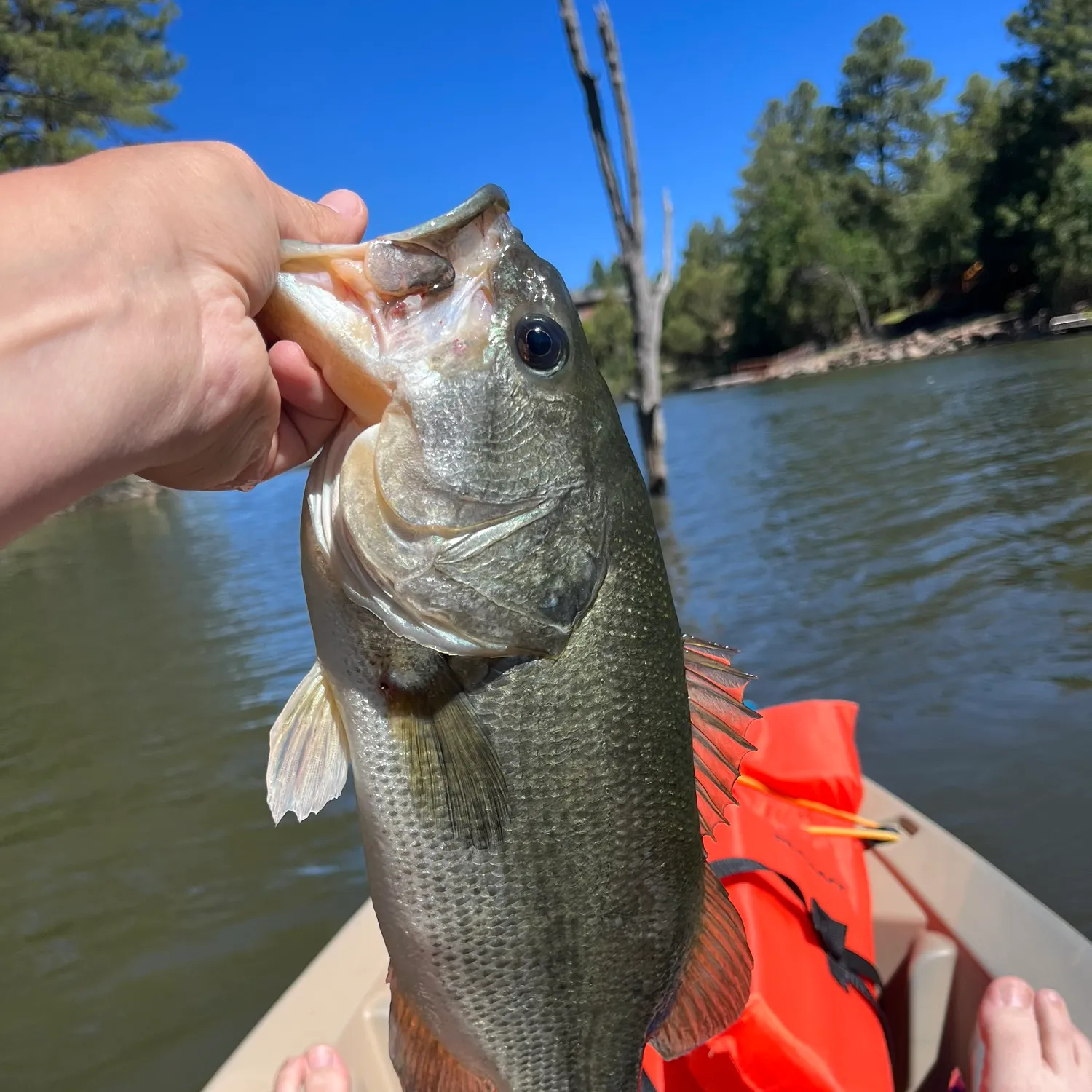 ᐅ Rainbow Lake fishing reports🎣• Show Low, AZ (United States) fishing