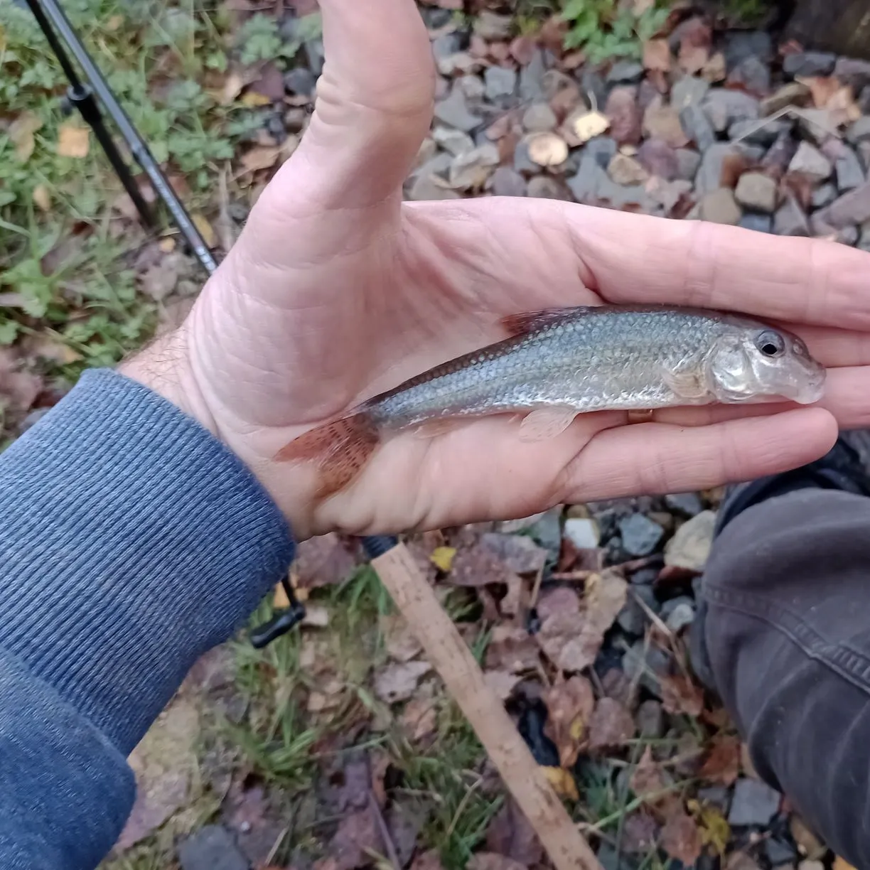 The most popular recent Gudgeon catch on Fishbrain