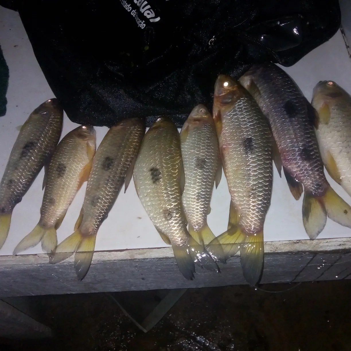 recently logged catches