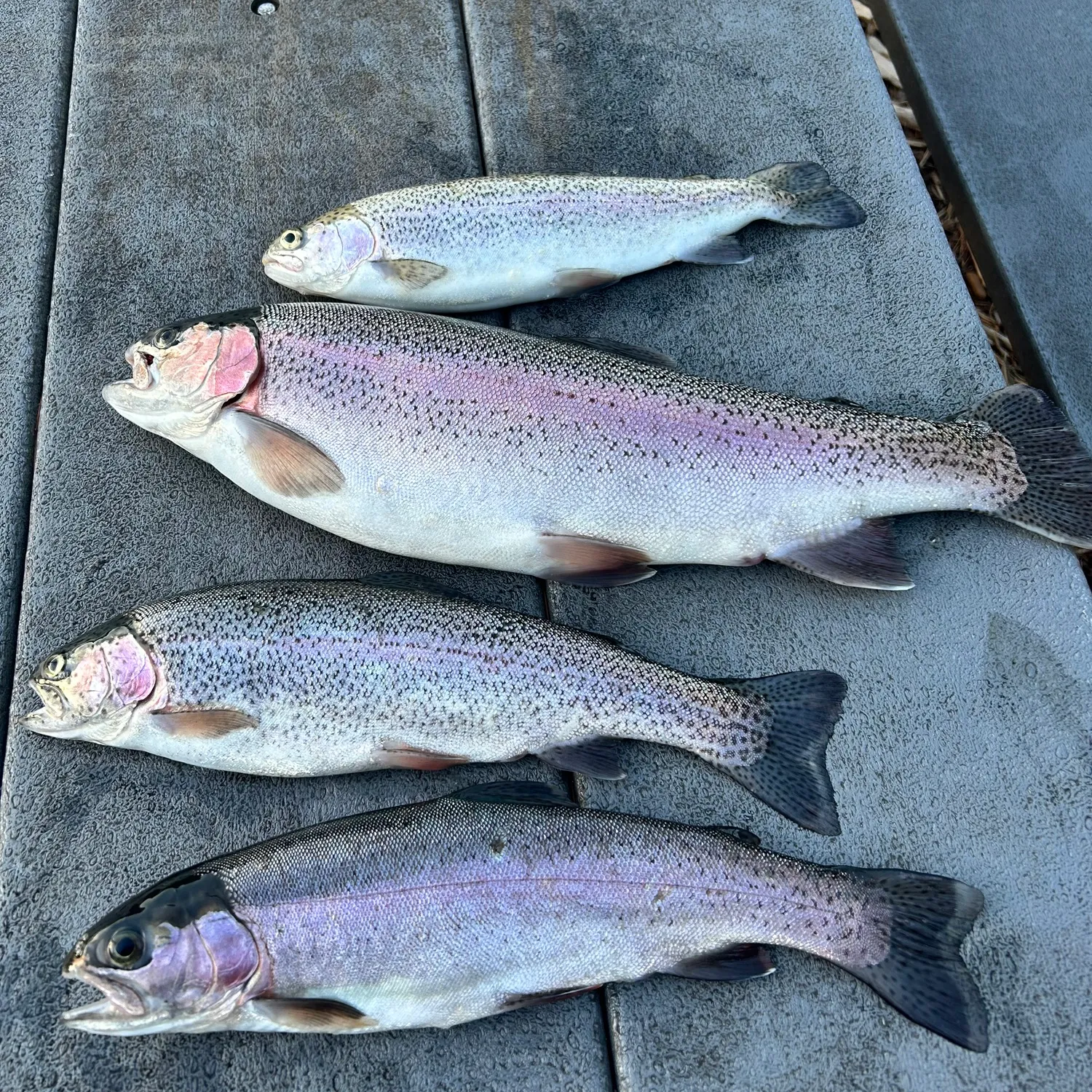 recently logged catches