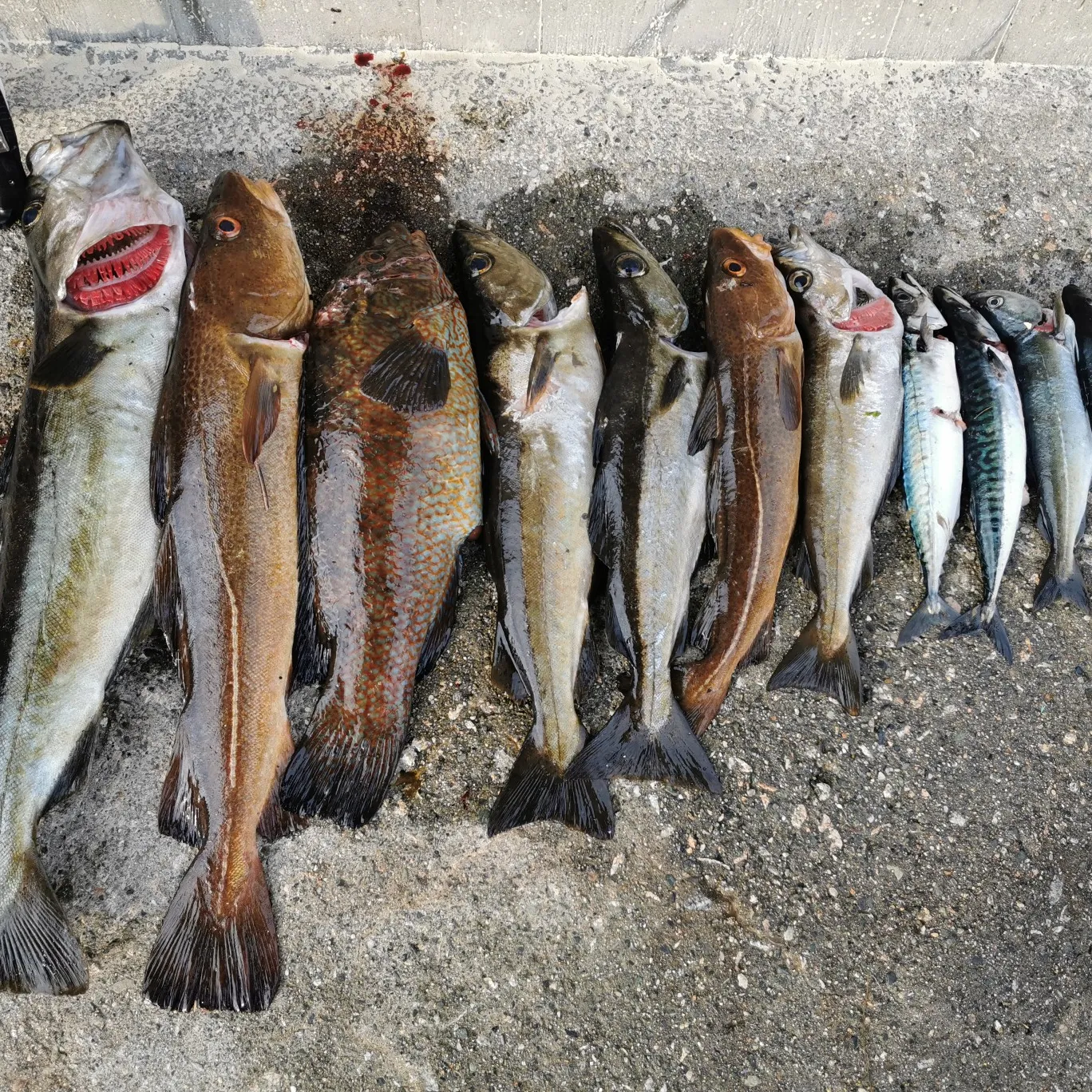 recently logged catches