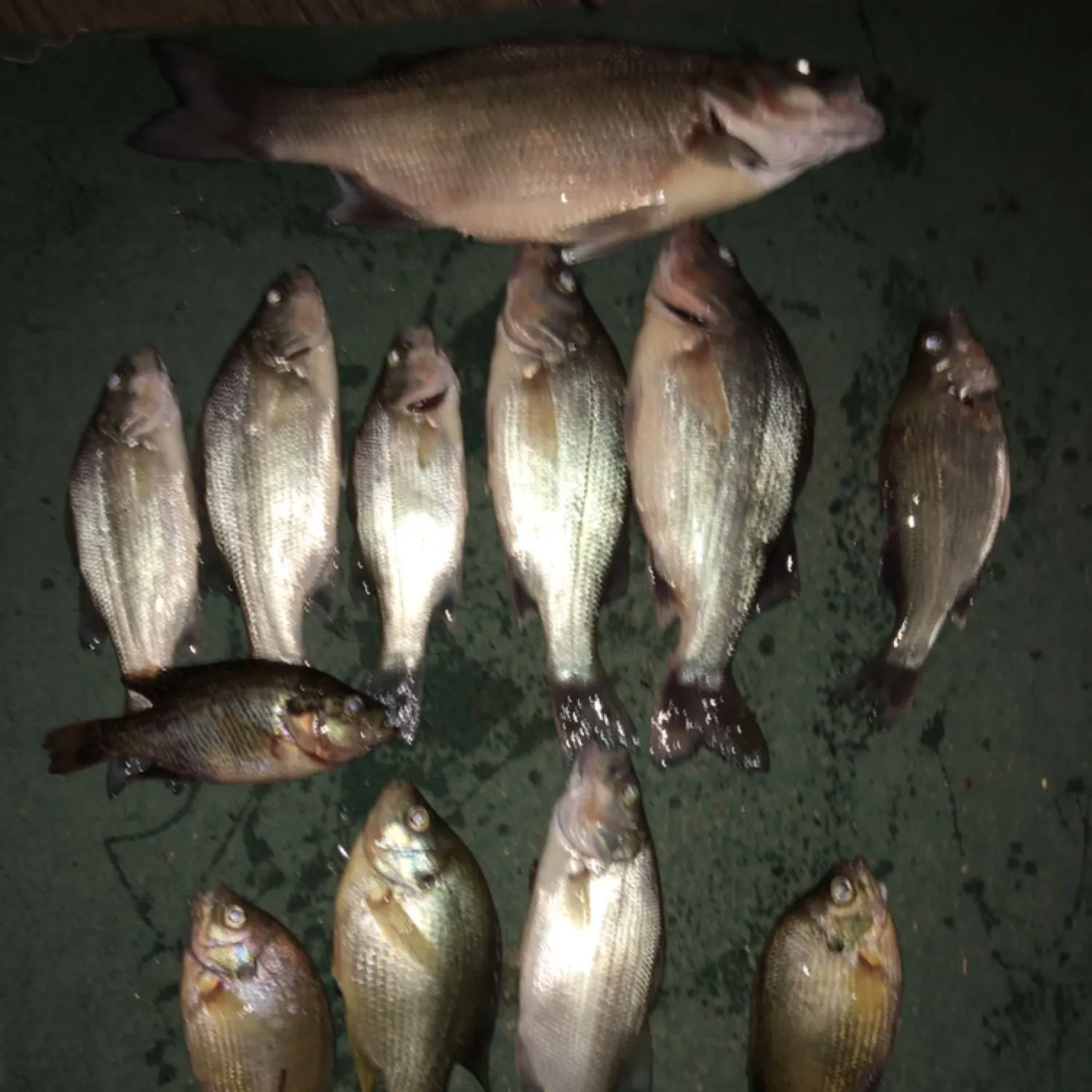 recently logged catches