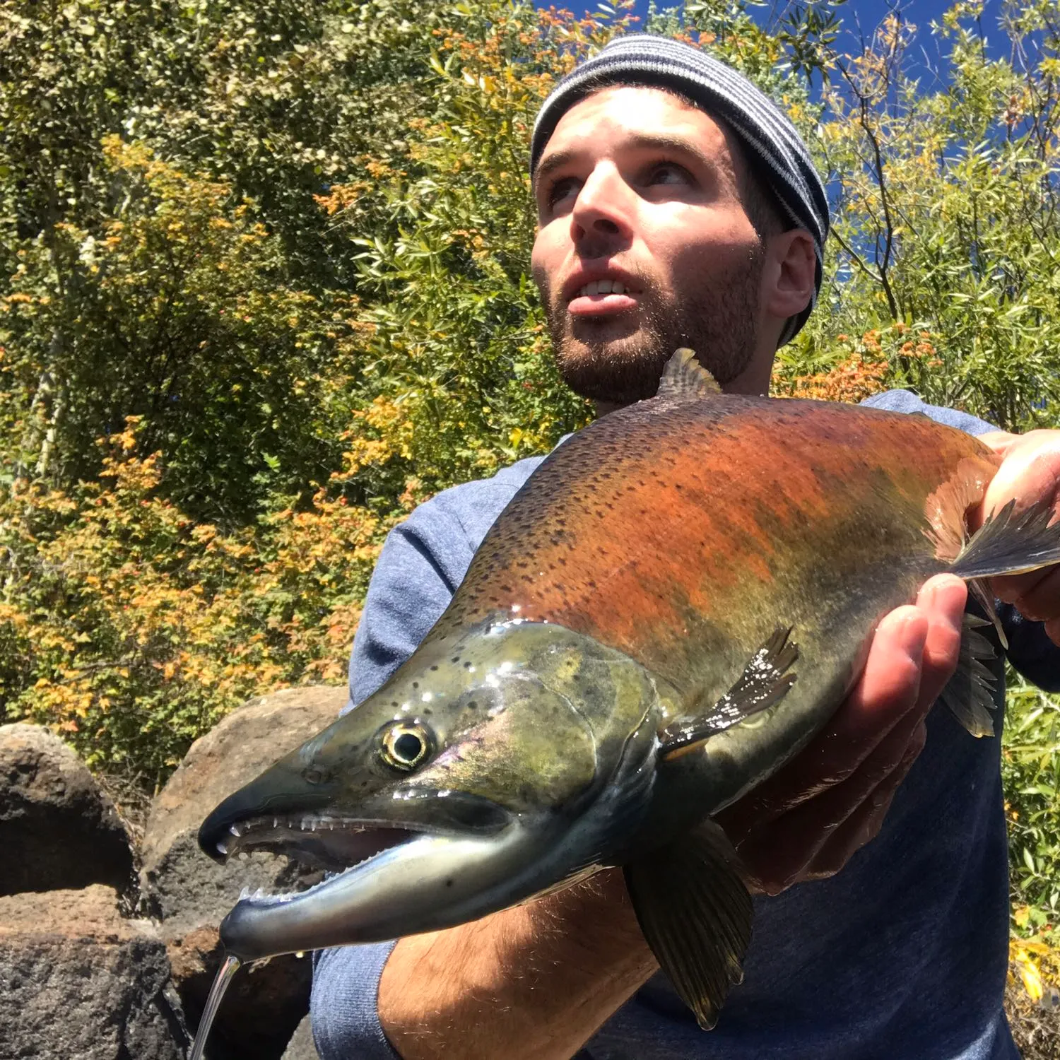 The most popular recent Kokanee salmon catch on Fishbrain