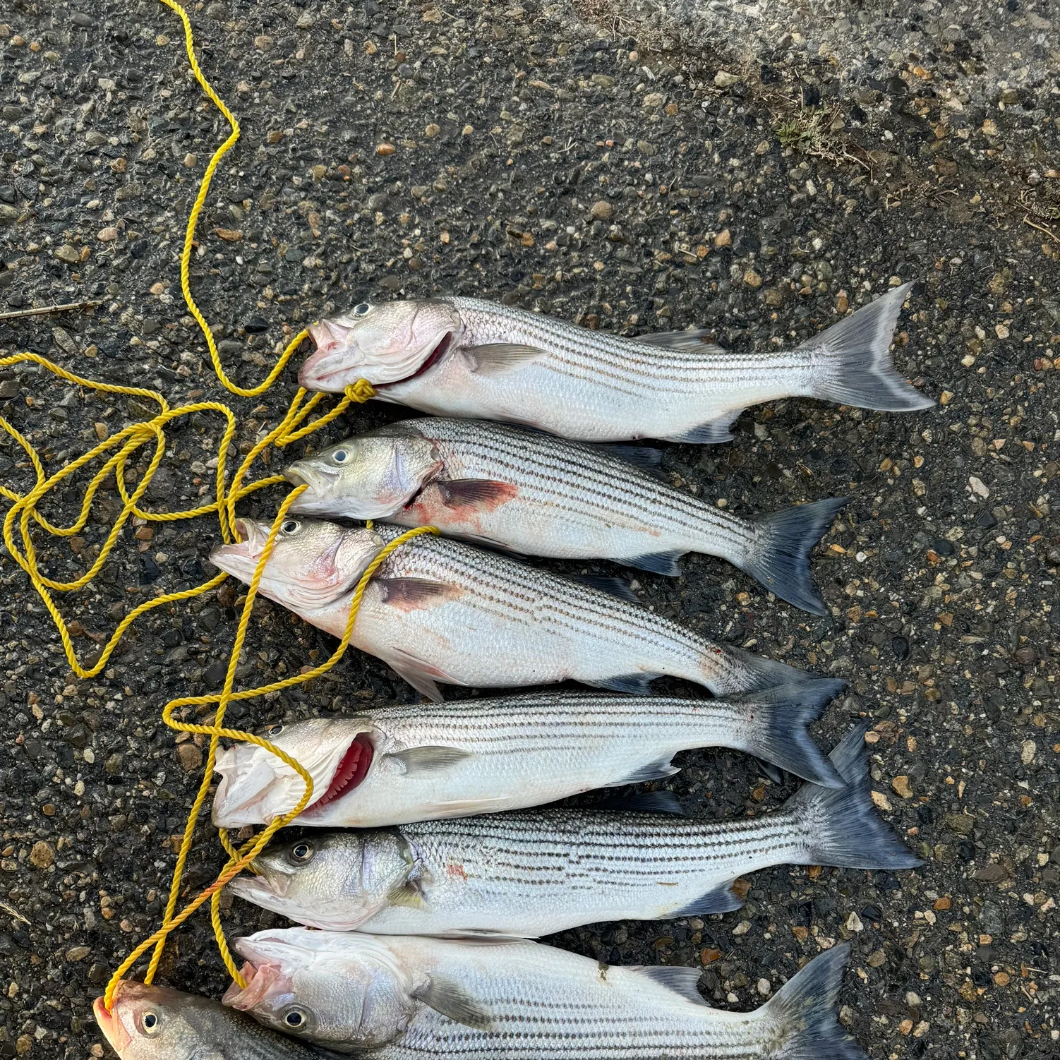 recently logged catches