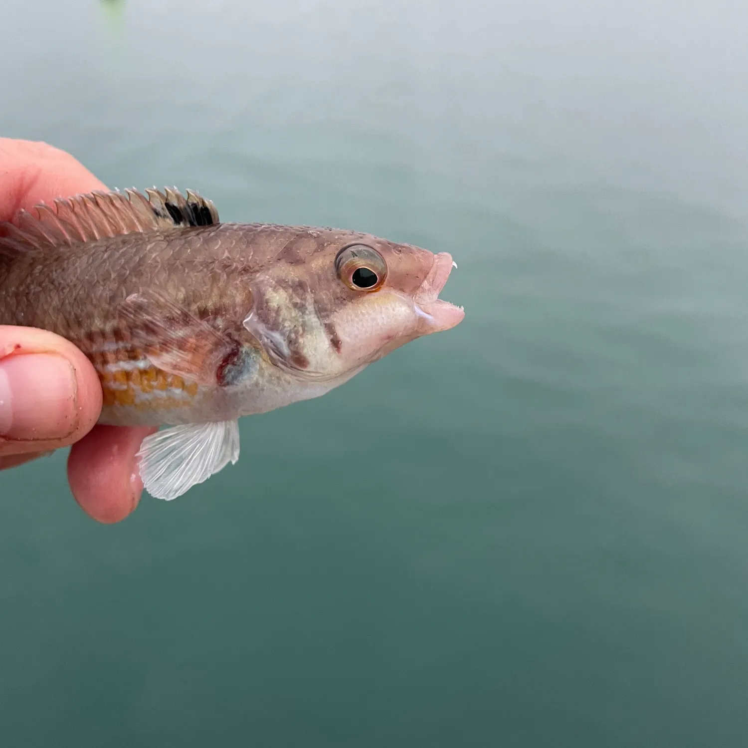 The most popular recent Goldsinny-wrasse catch on Fishbrain