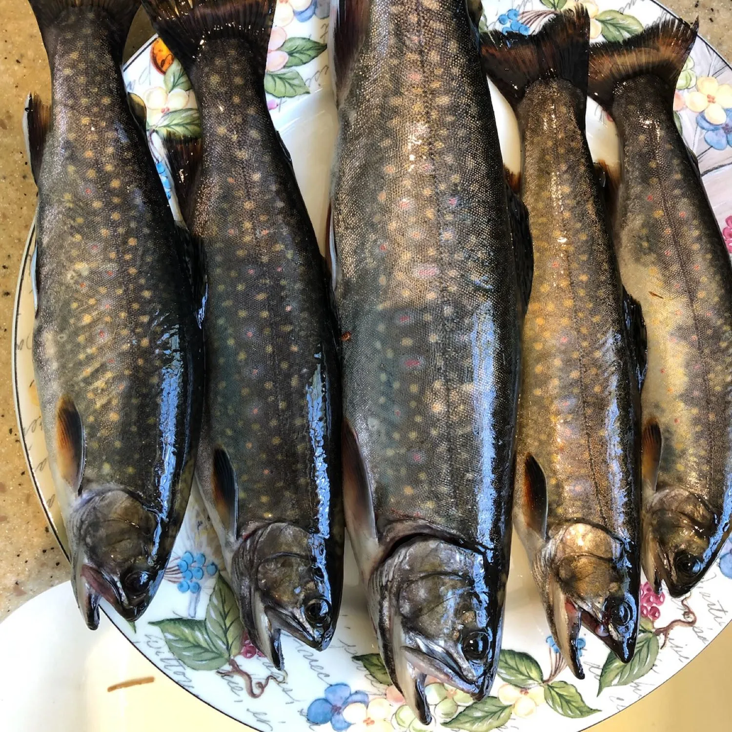 recently logged catches