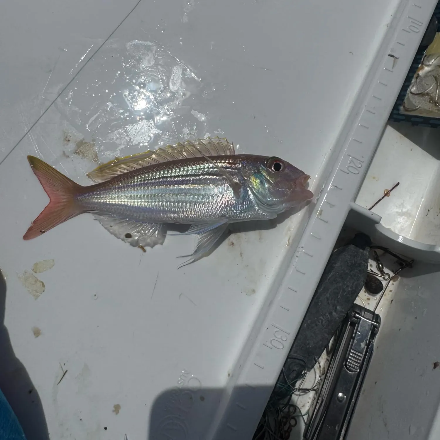 The most popular recent Ruby snapper catch on Fishbrain