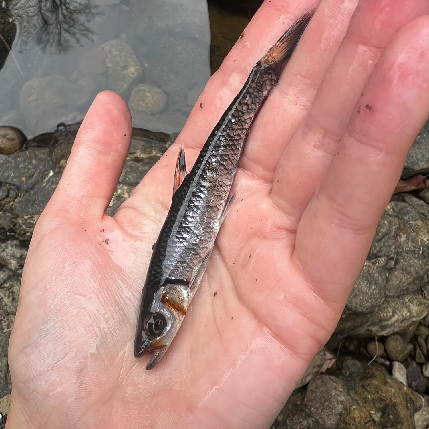 The most popular recent Warpaint shiner catch on Fishbrain