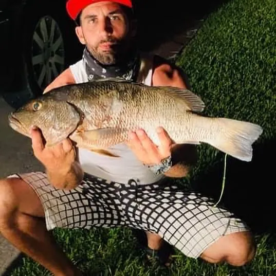 The most popular recent Cubera snapper catch on Fishbrain