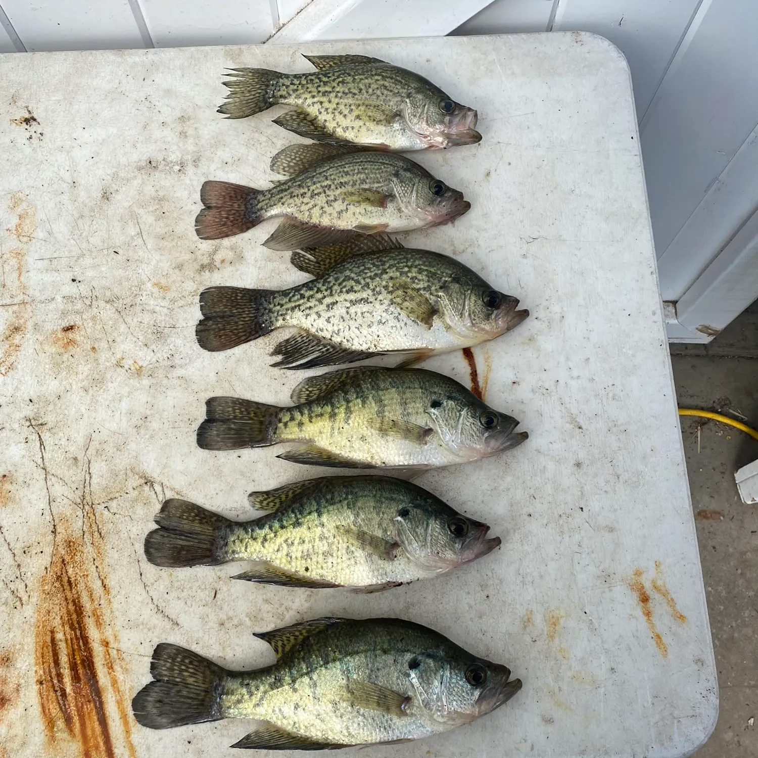 recently logged catches