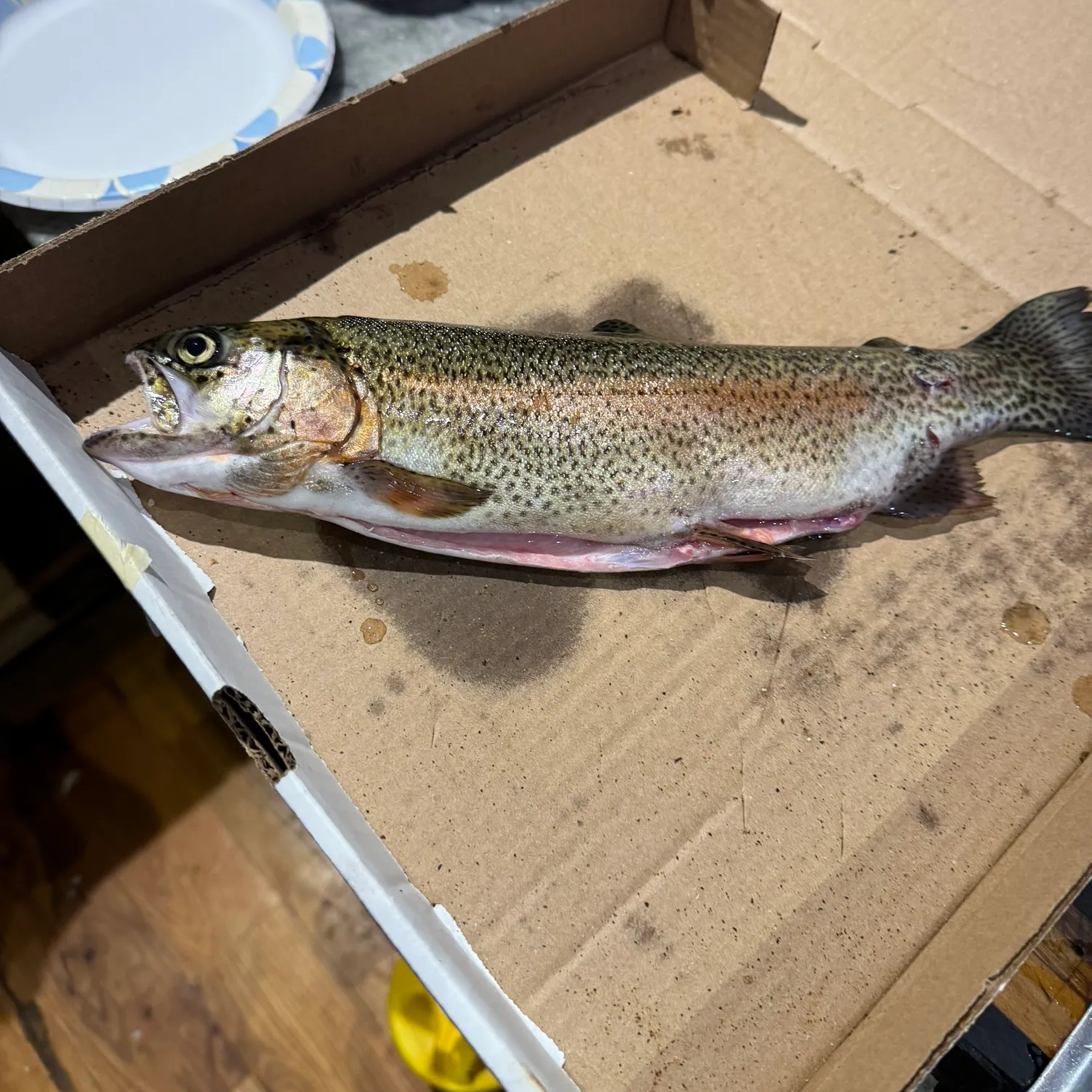 ᐅ Quonnipaug Lake fishing reports🎣• Guilford, CT (United States) fishing