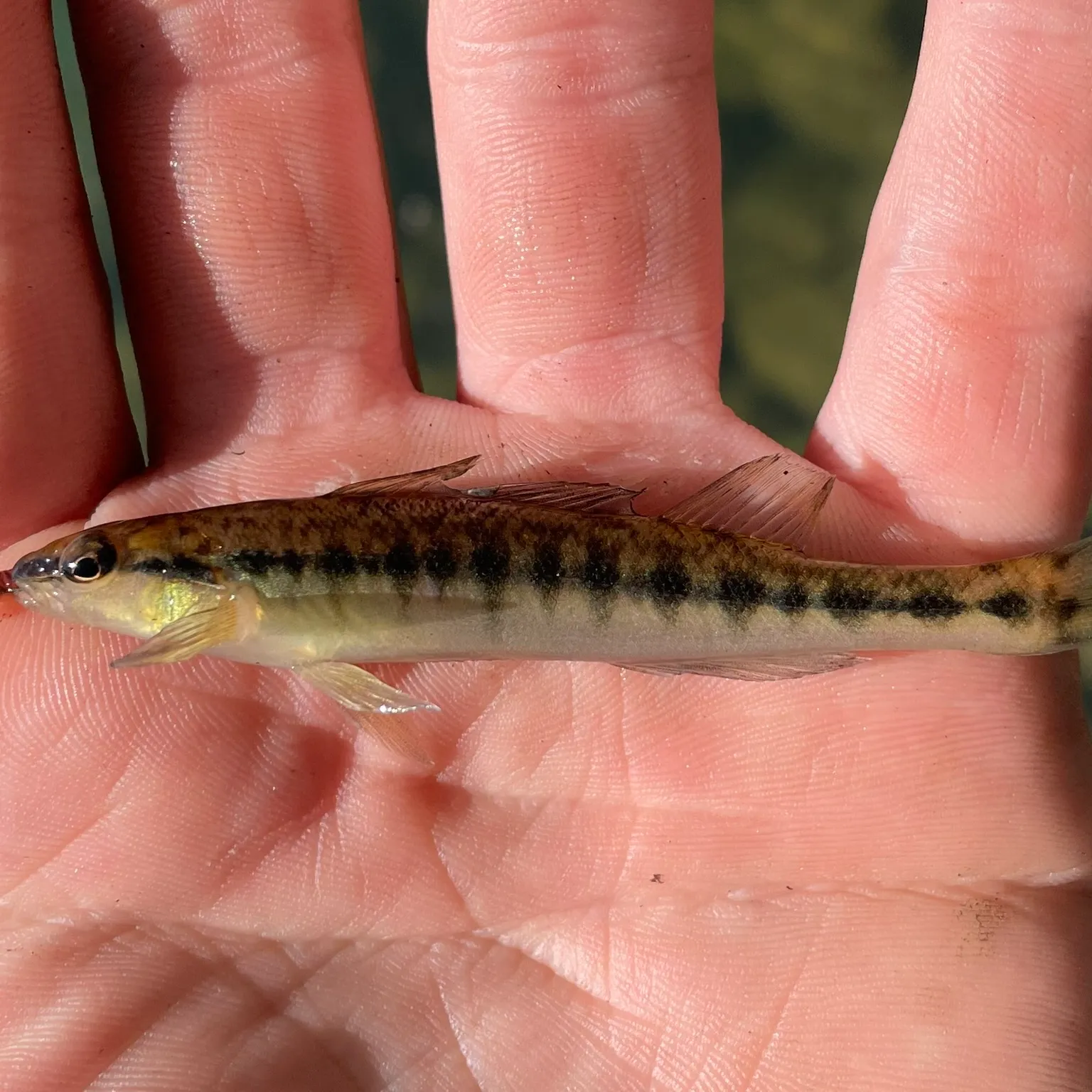 The most popular recent Westfalls darter catch on Fishbrain