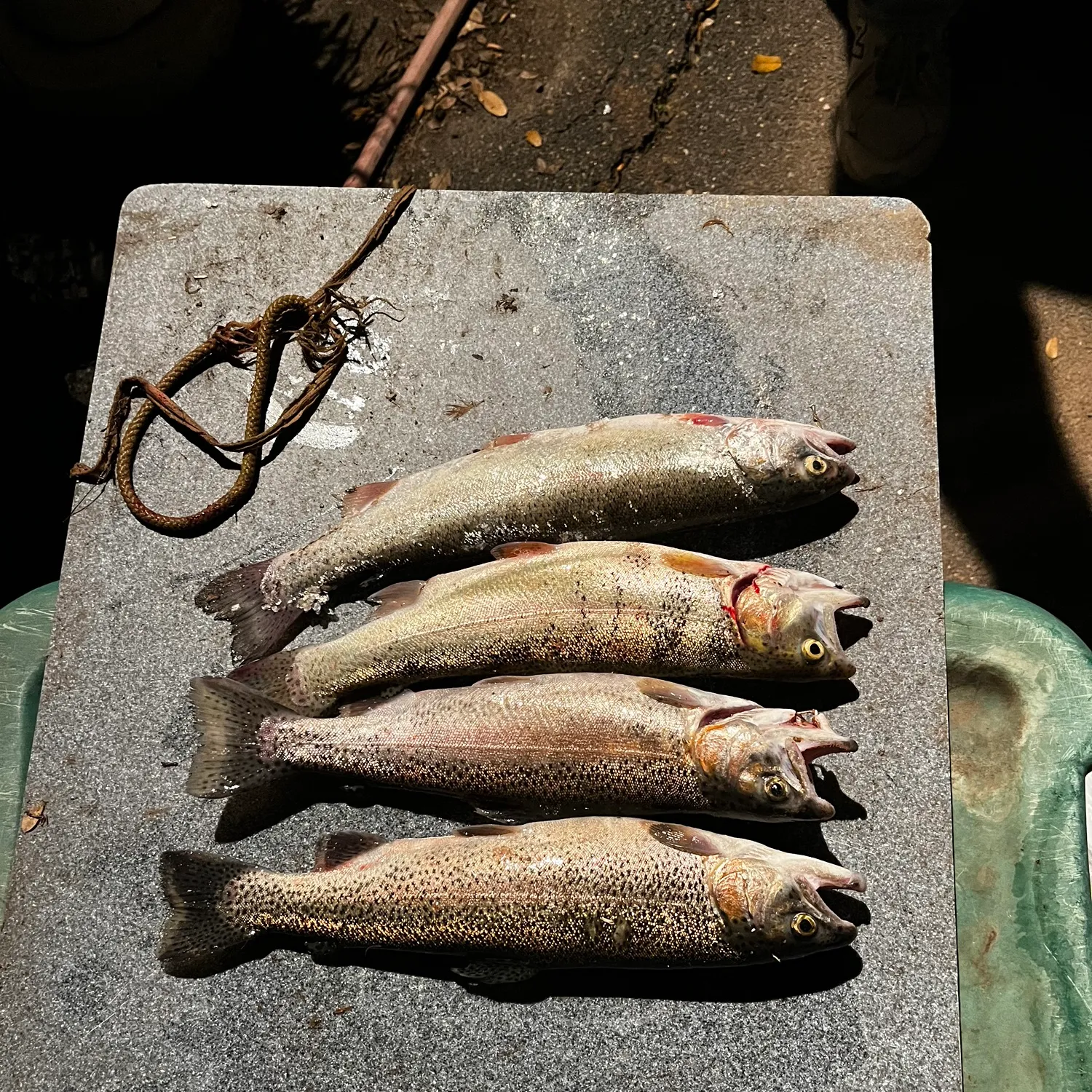 recently logged catches