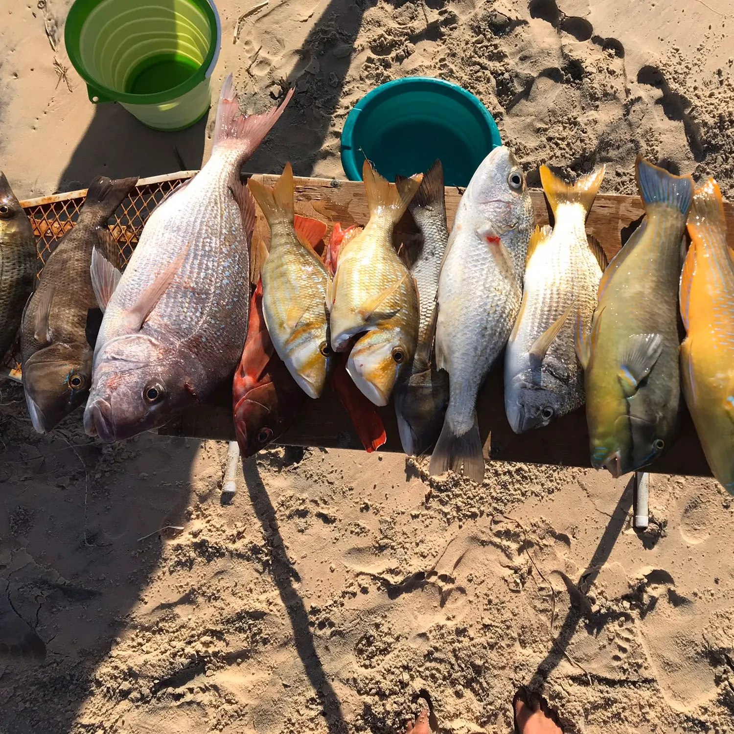 recently logged catches