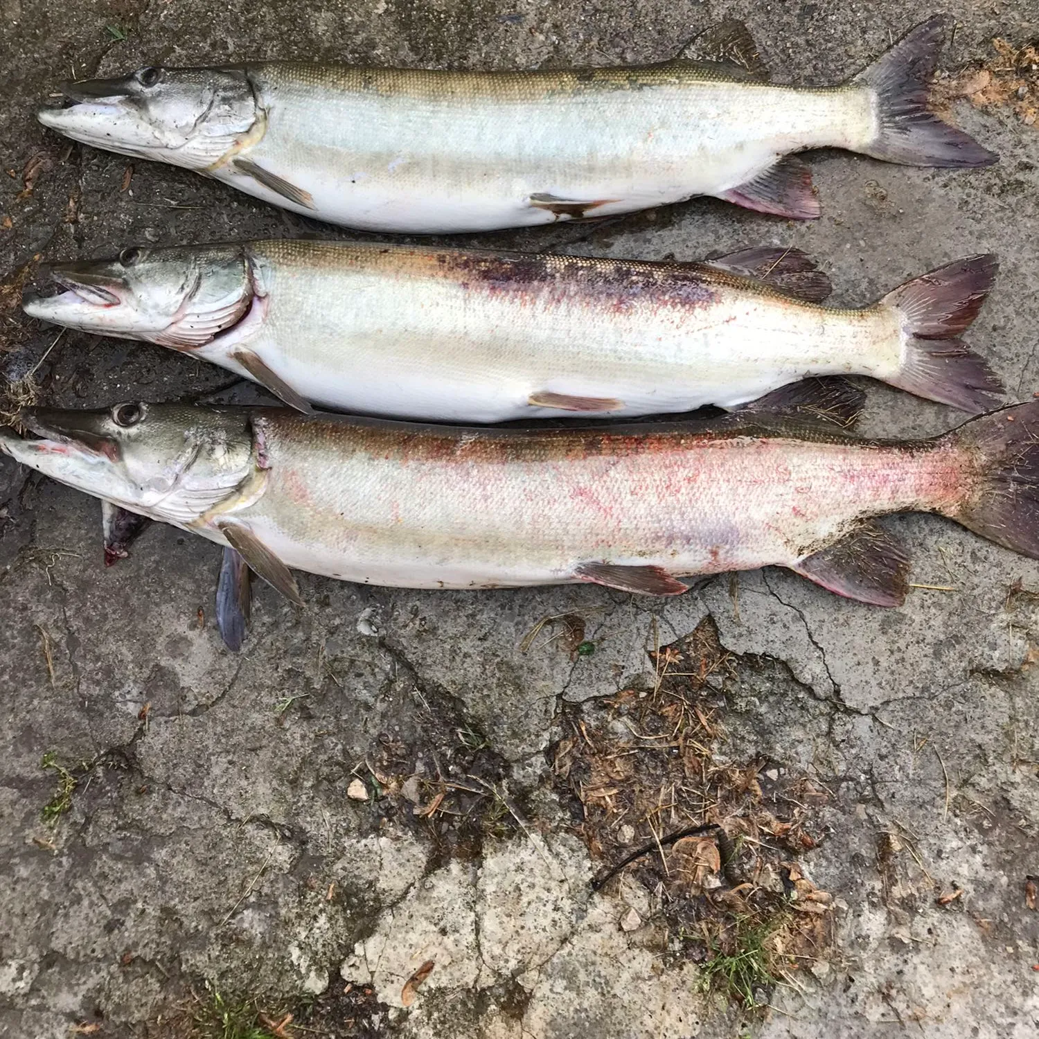 recently logged catches