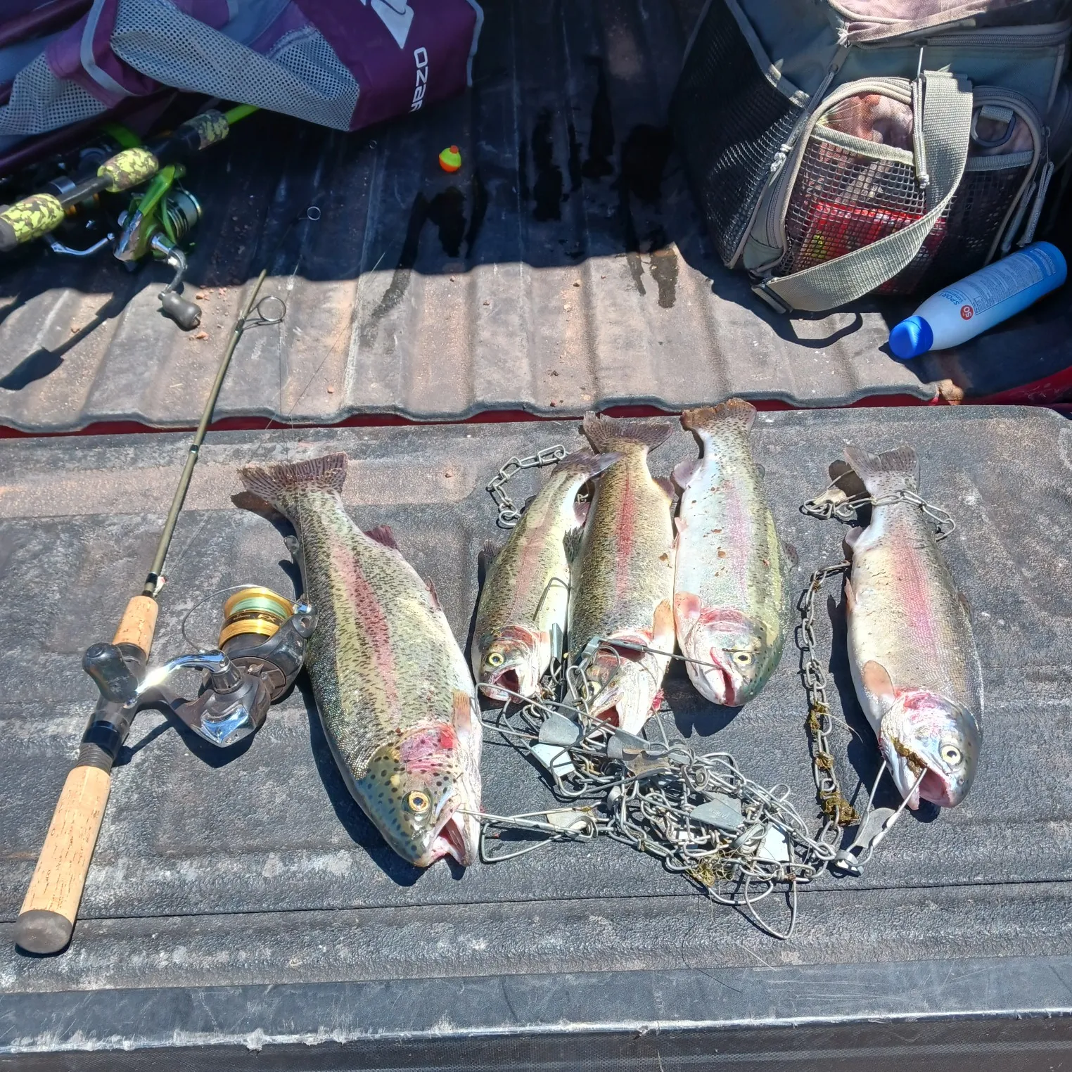 recently logged catches