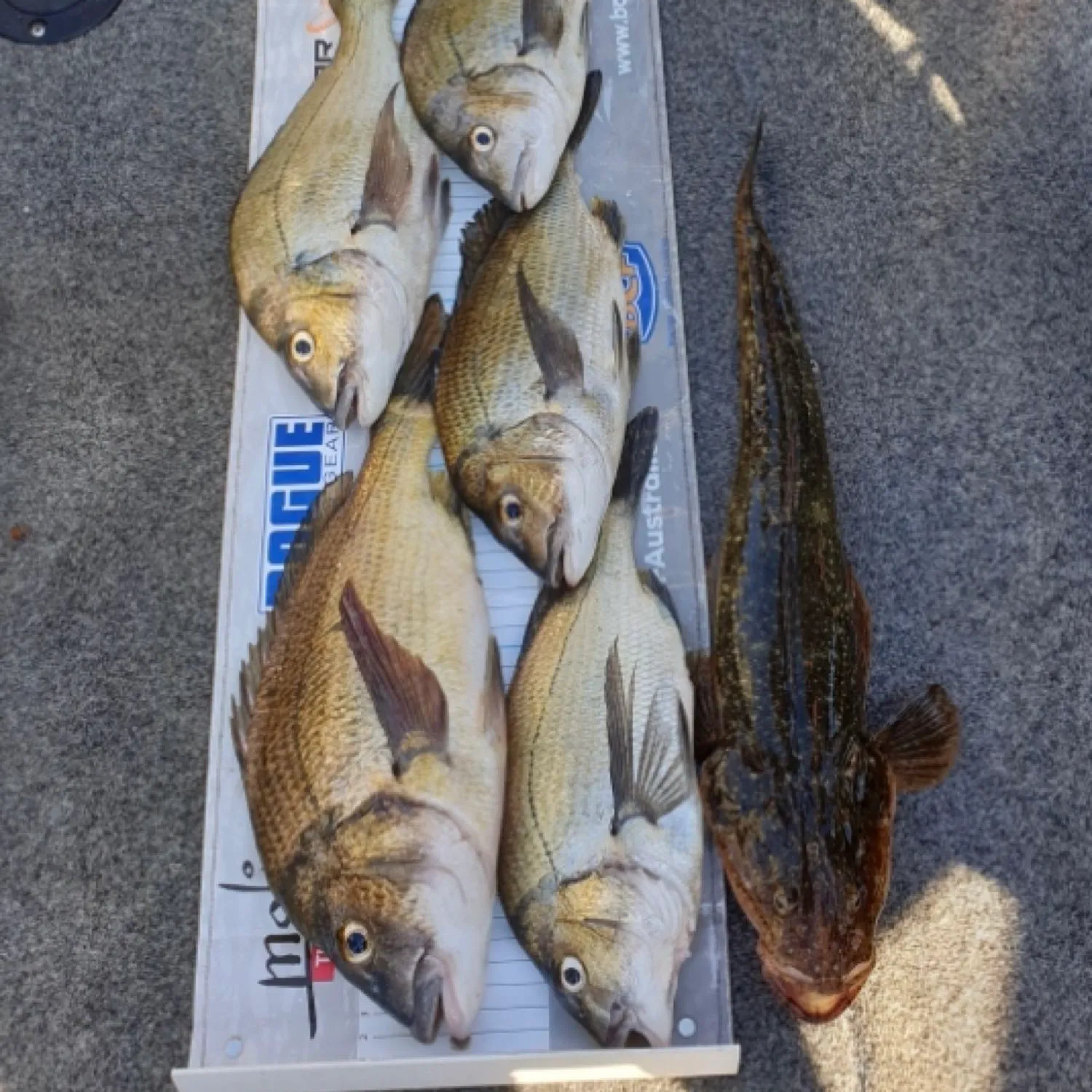 recently logged catches