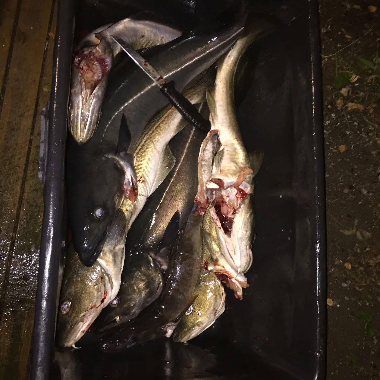 recently logged catches