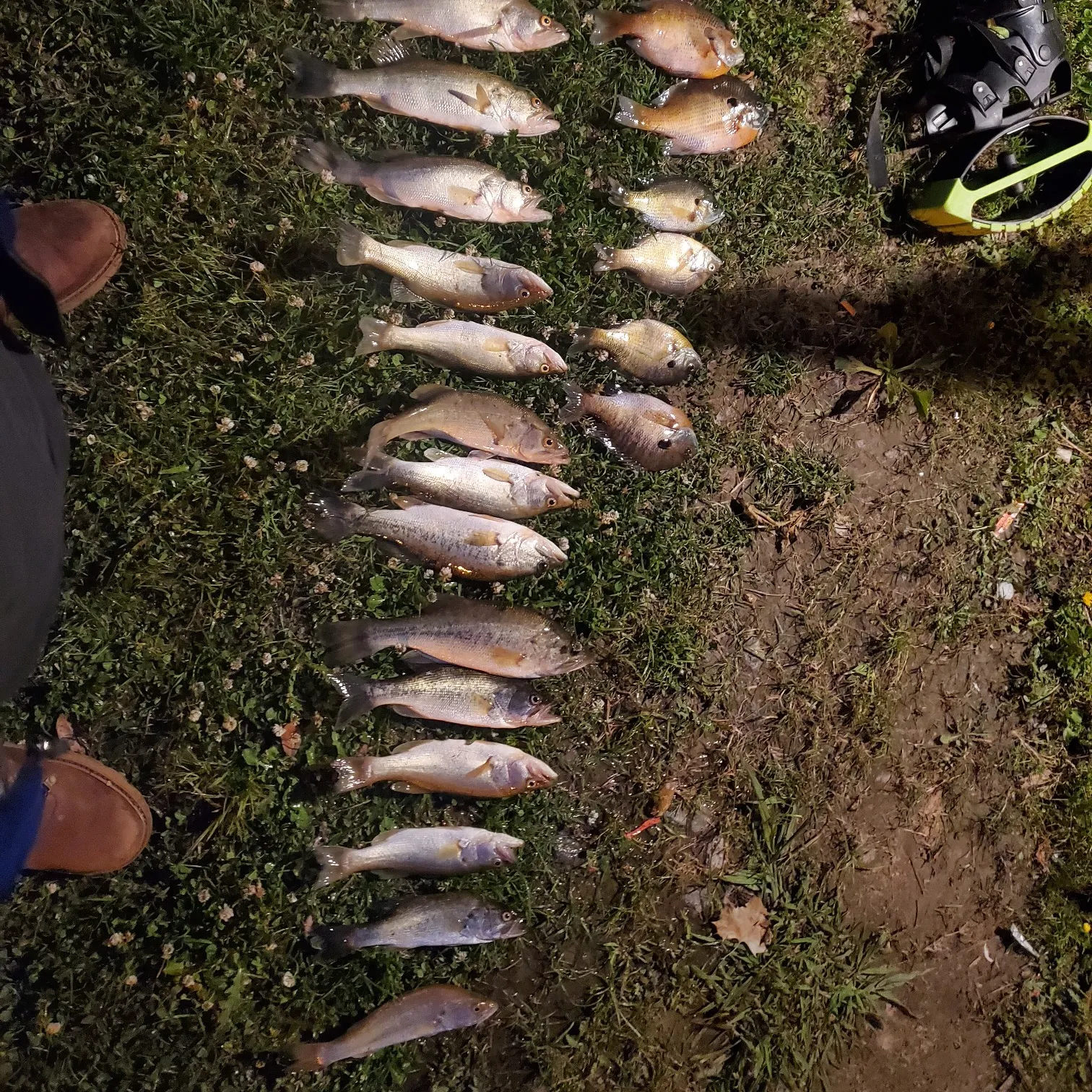 recently logged catches