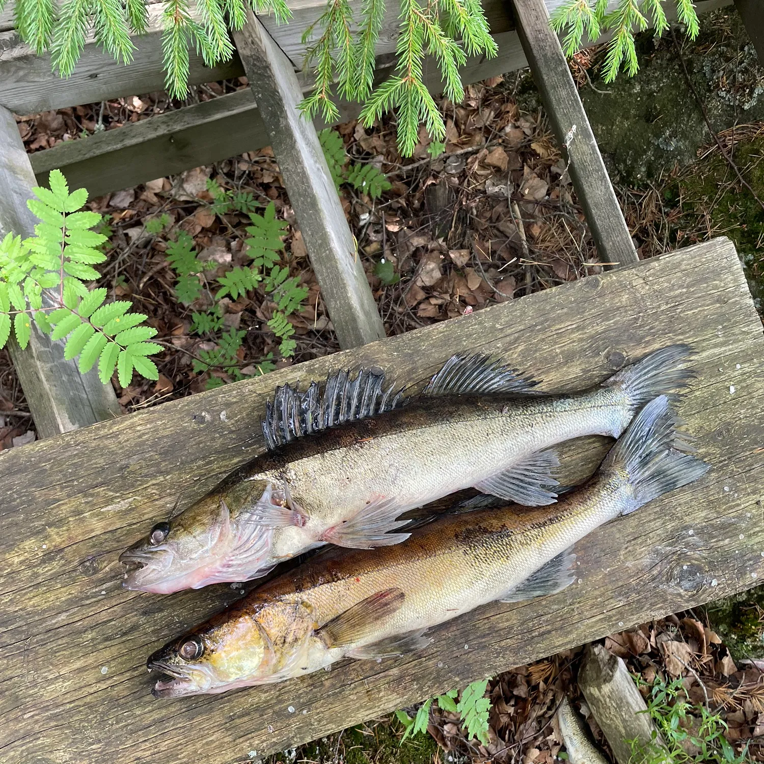 recently logged catches