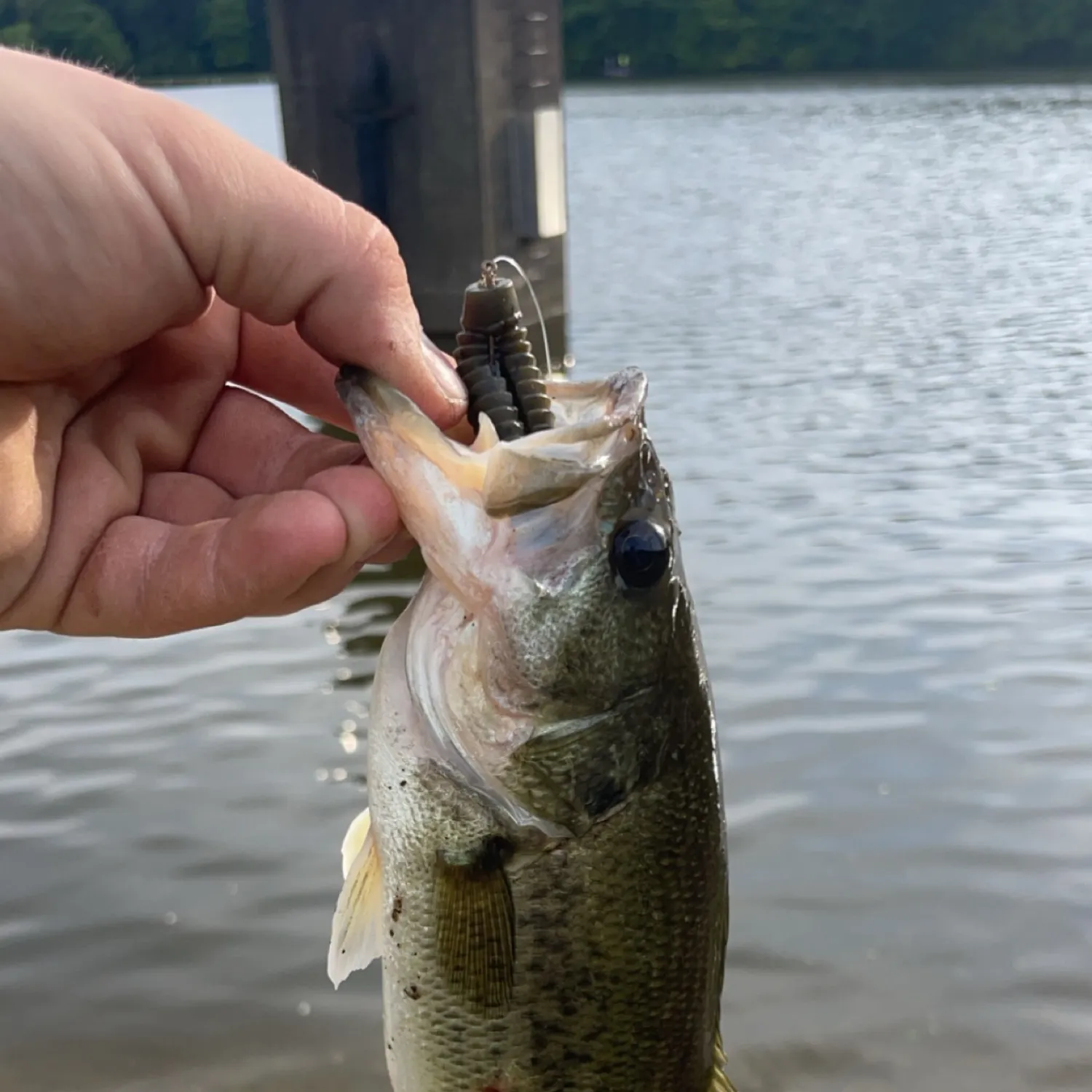 ᐅ Findley Lake fishing reports🎣• Elyria, OH (United States) fishing