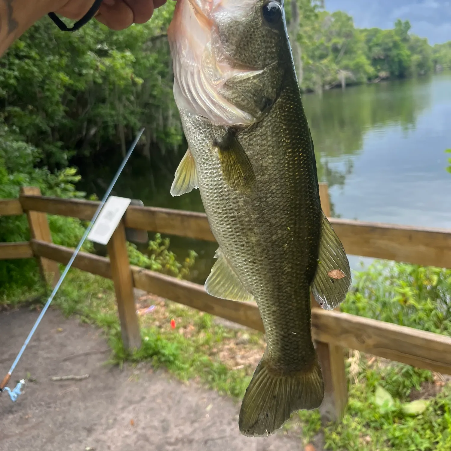 ᐅ Spring Garden Lake fishing reports🎣• DeLand, FL (United States) fishing