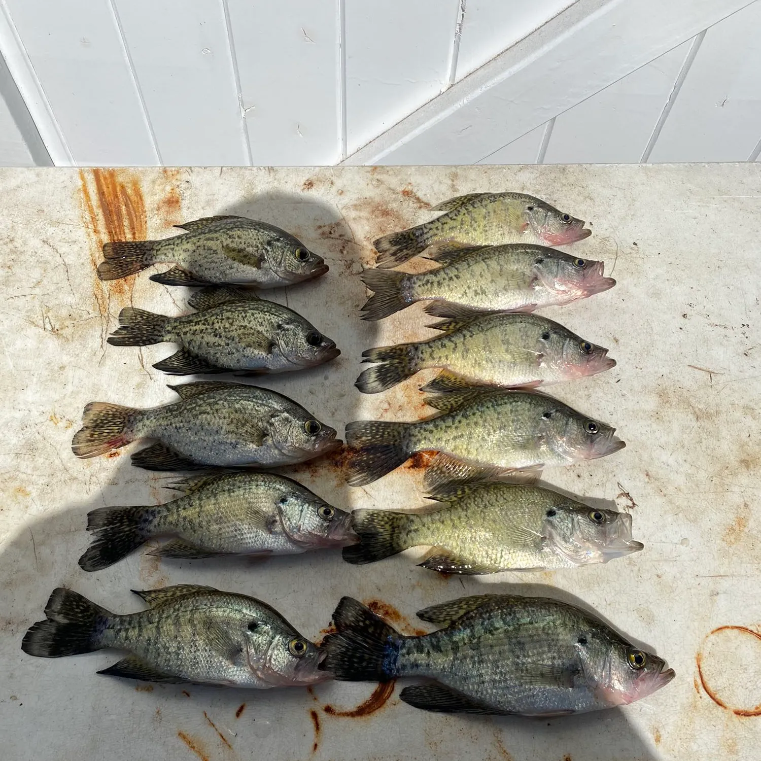 recently logged catches