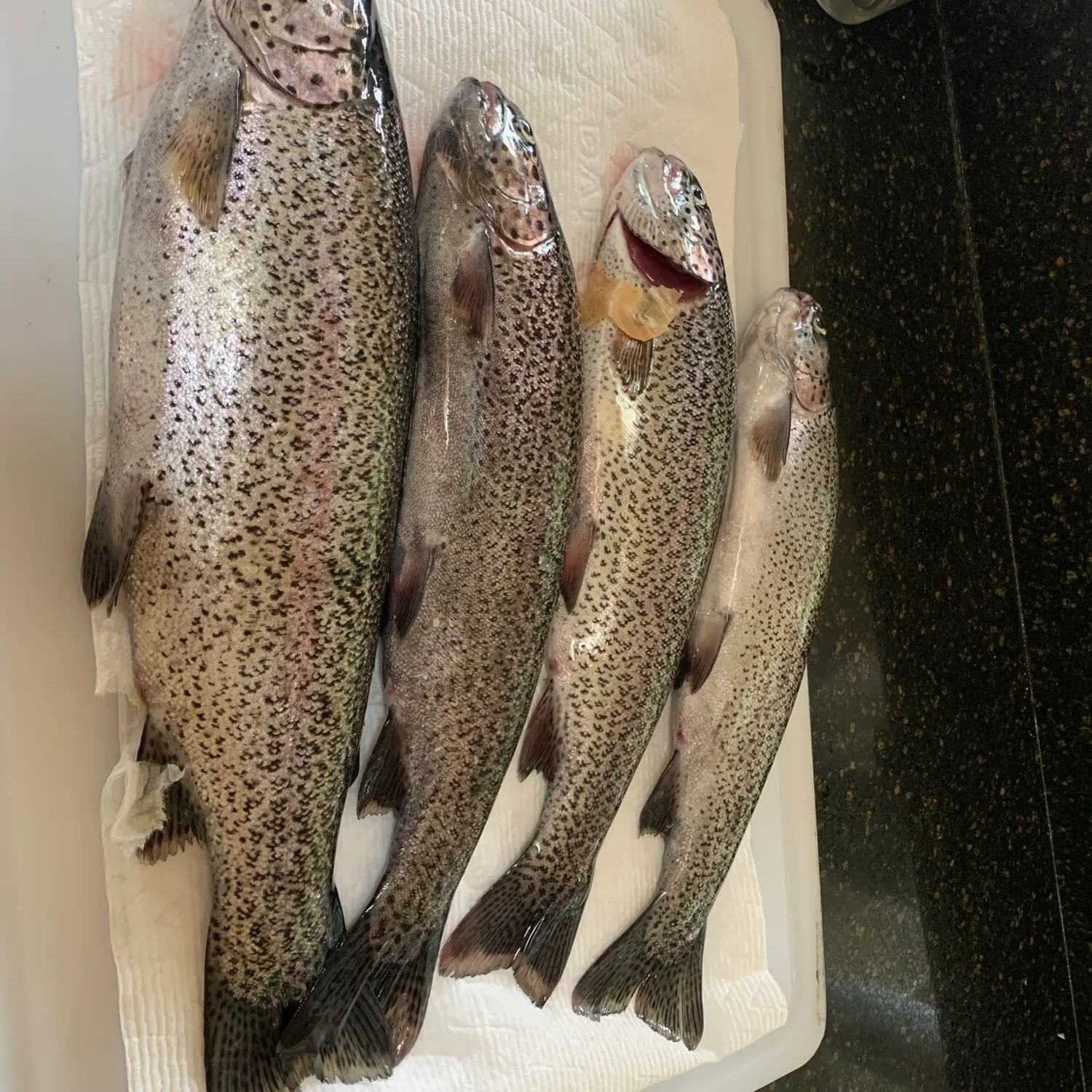 recently logged catches