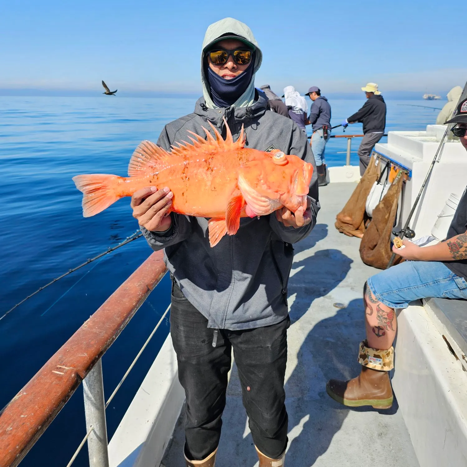 The most popular recent Cowcod rockfish catch on Fishbrain