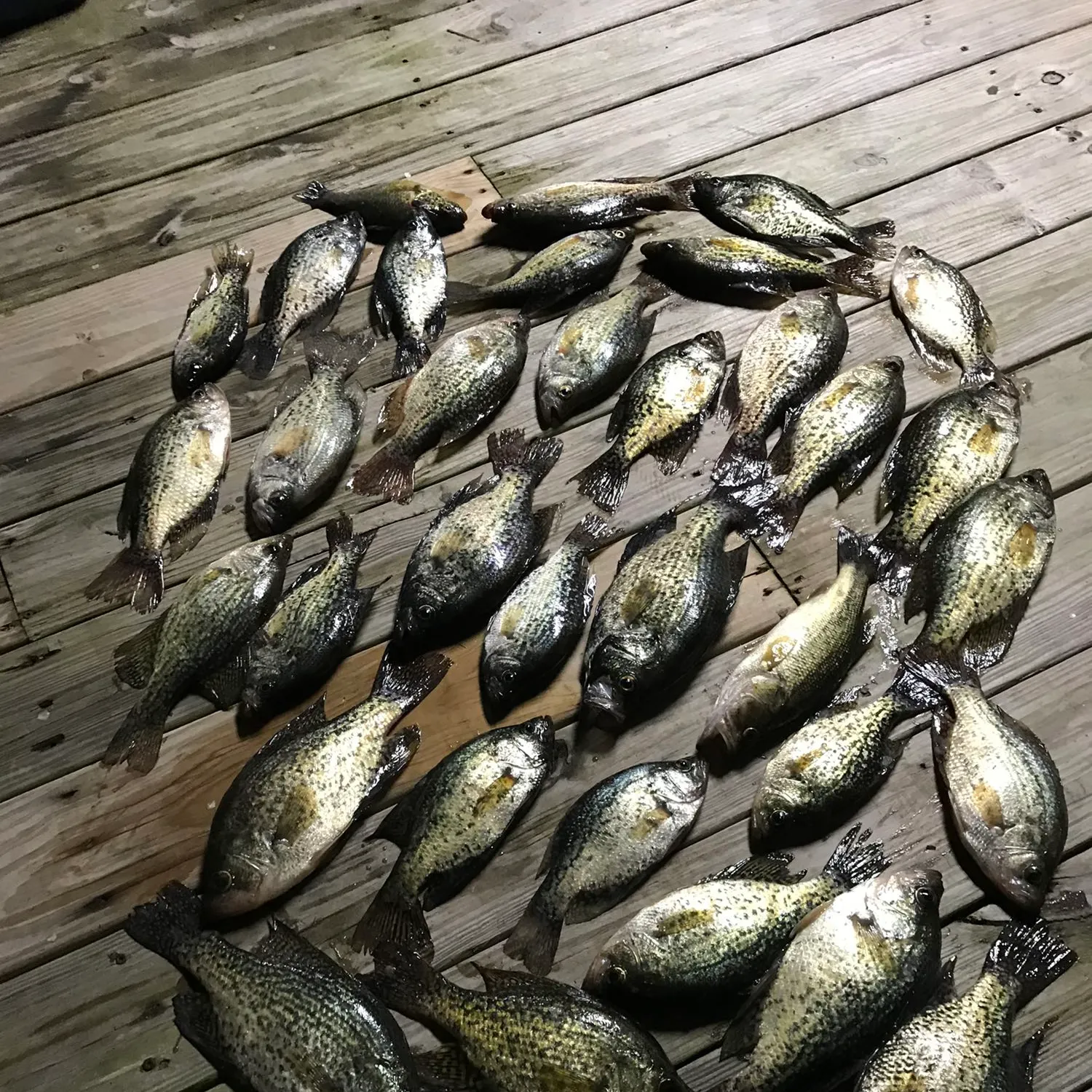 recently logged catches