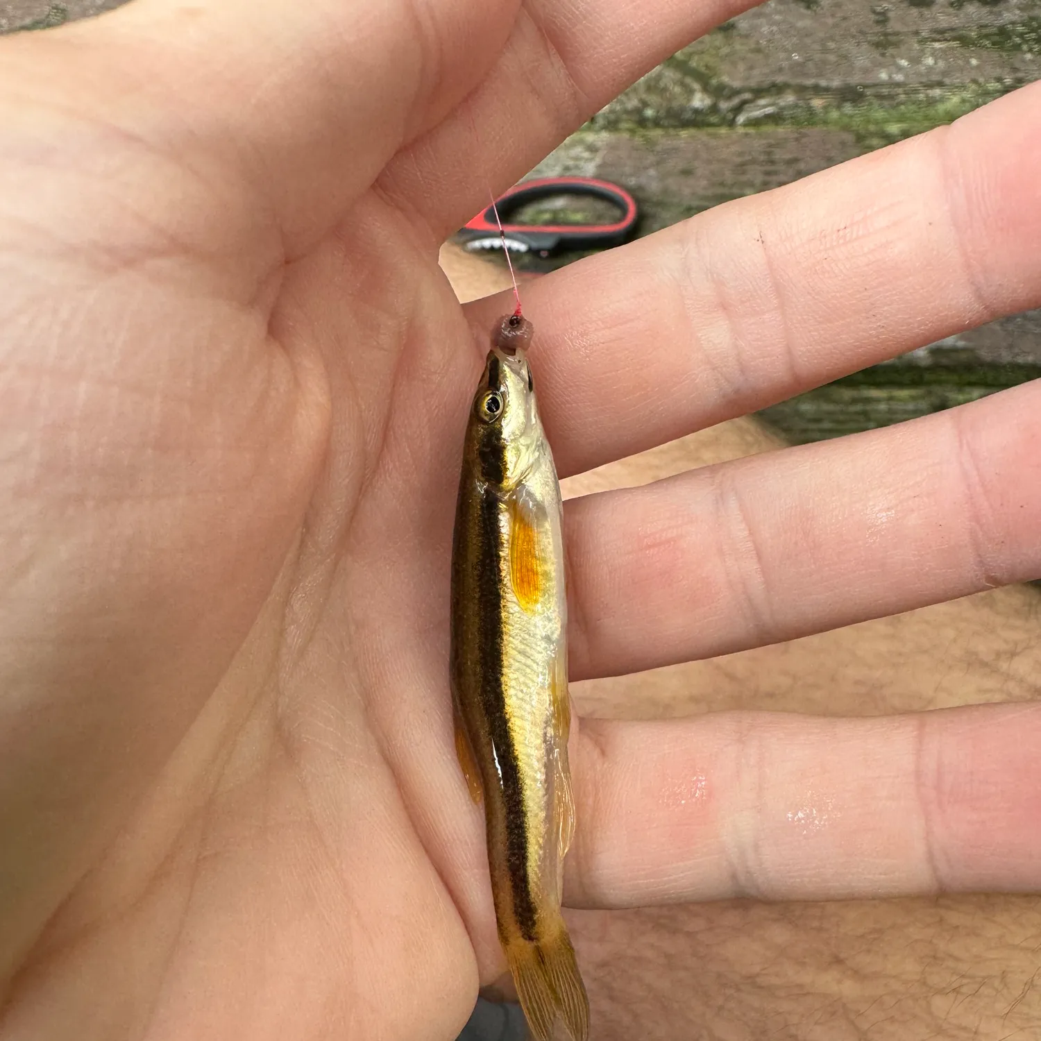 The most popular recent Eastern blacknose dace catch on Fishbrain