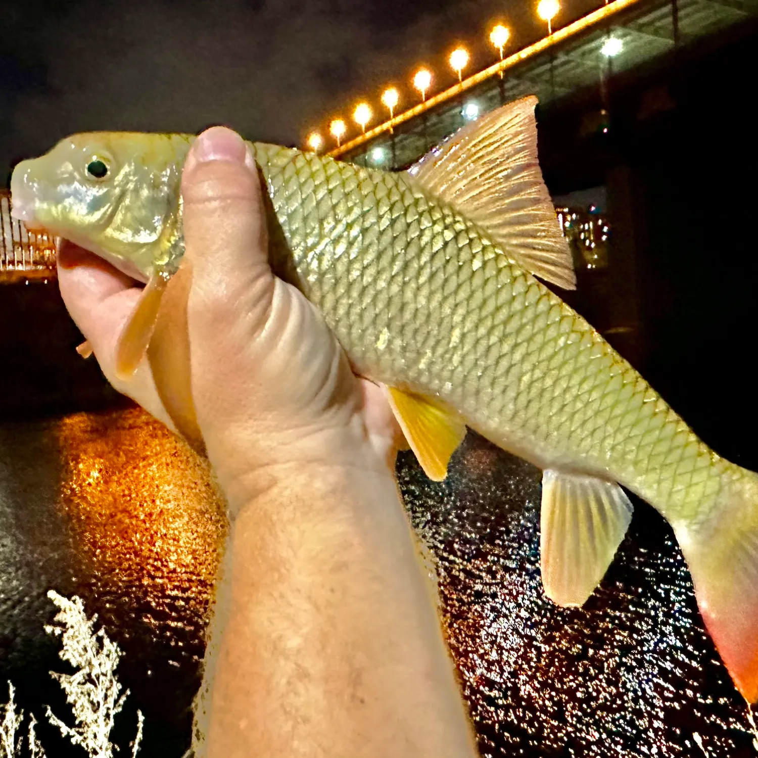 The most popular recent Shorthead redhorse catch on Fishbrain