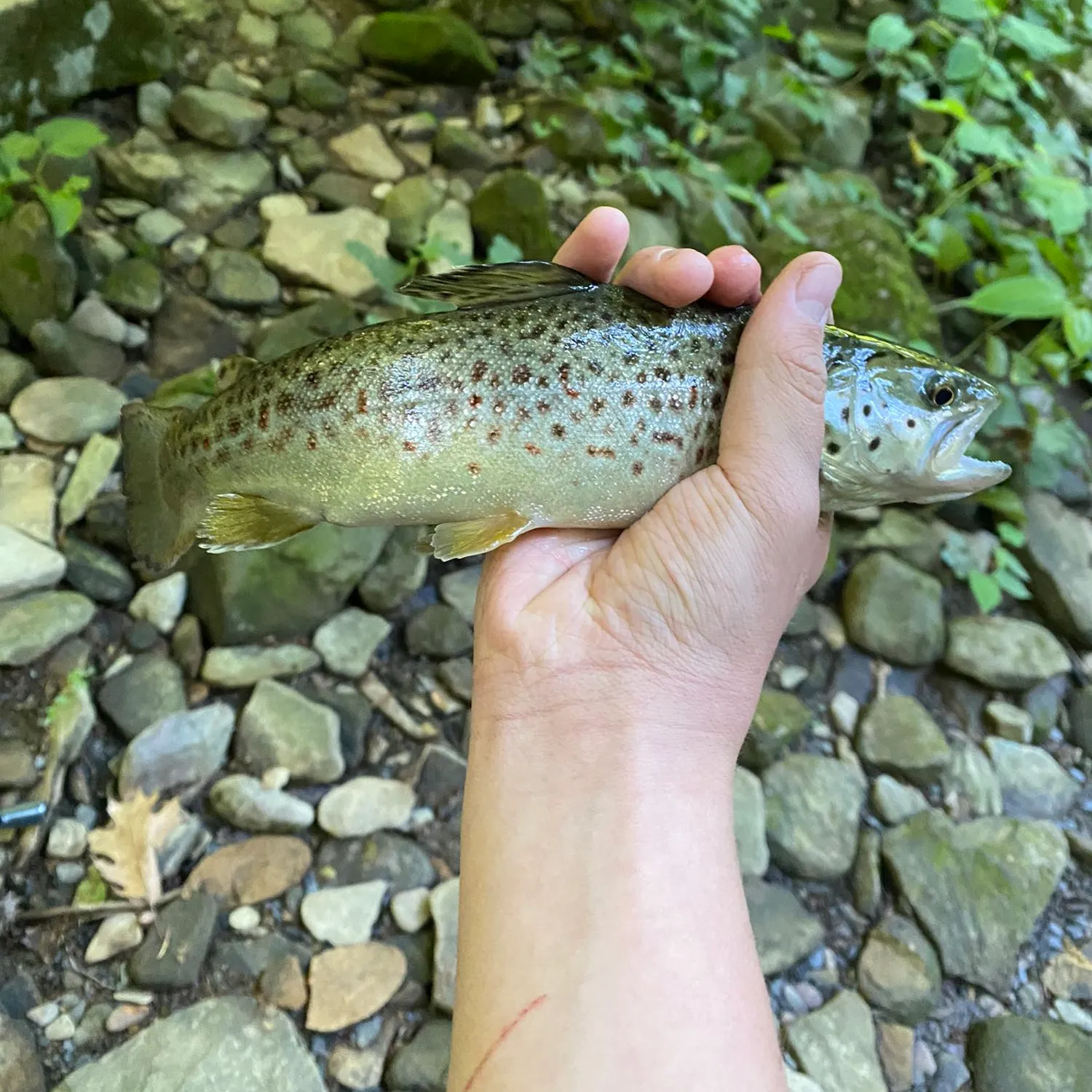 recently logged catches