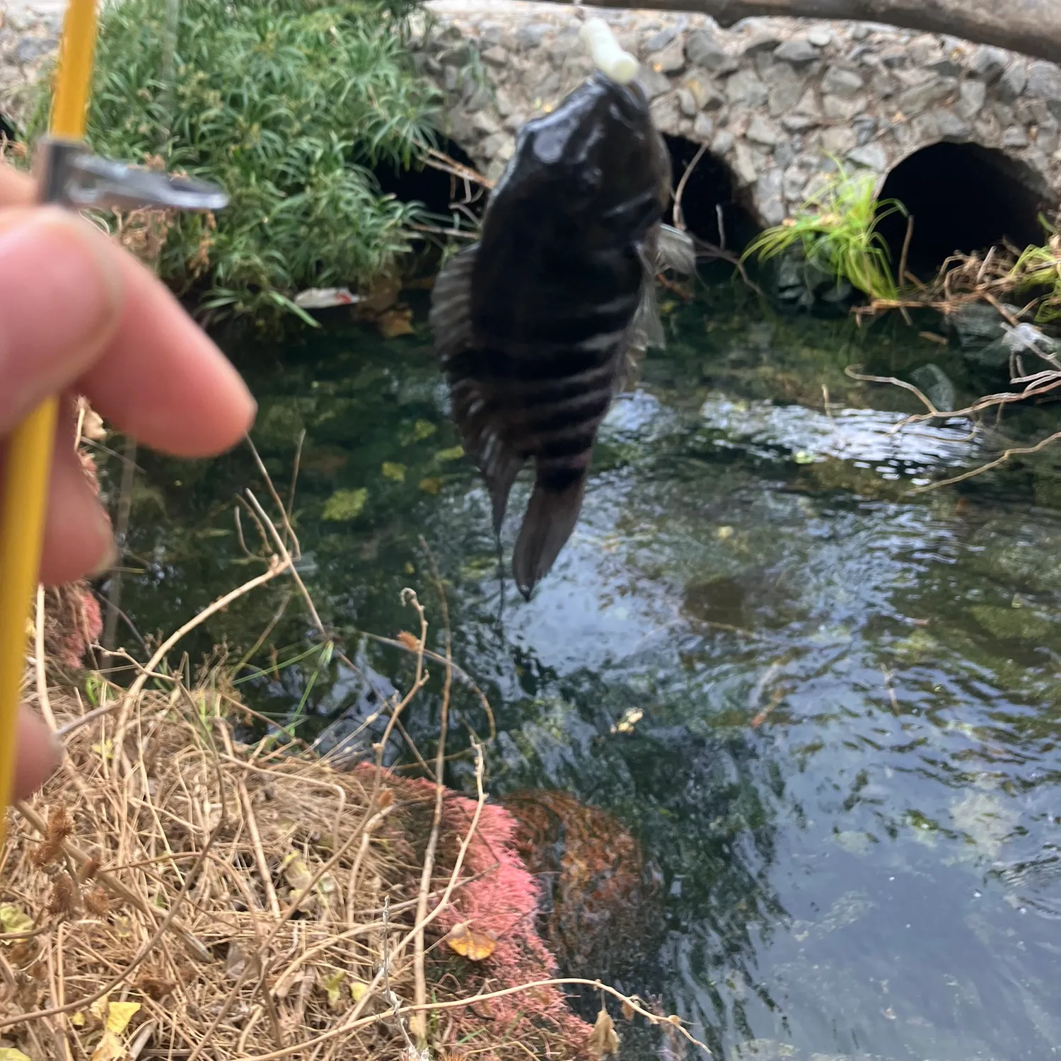 The most popular recent Convict cichlid catch on Fishbrain