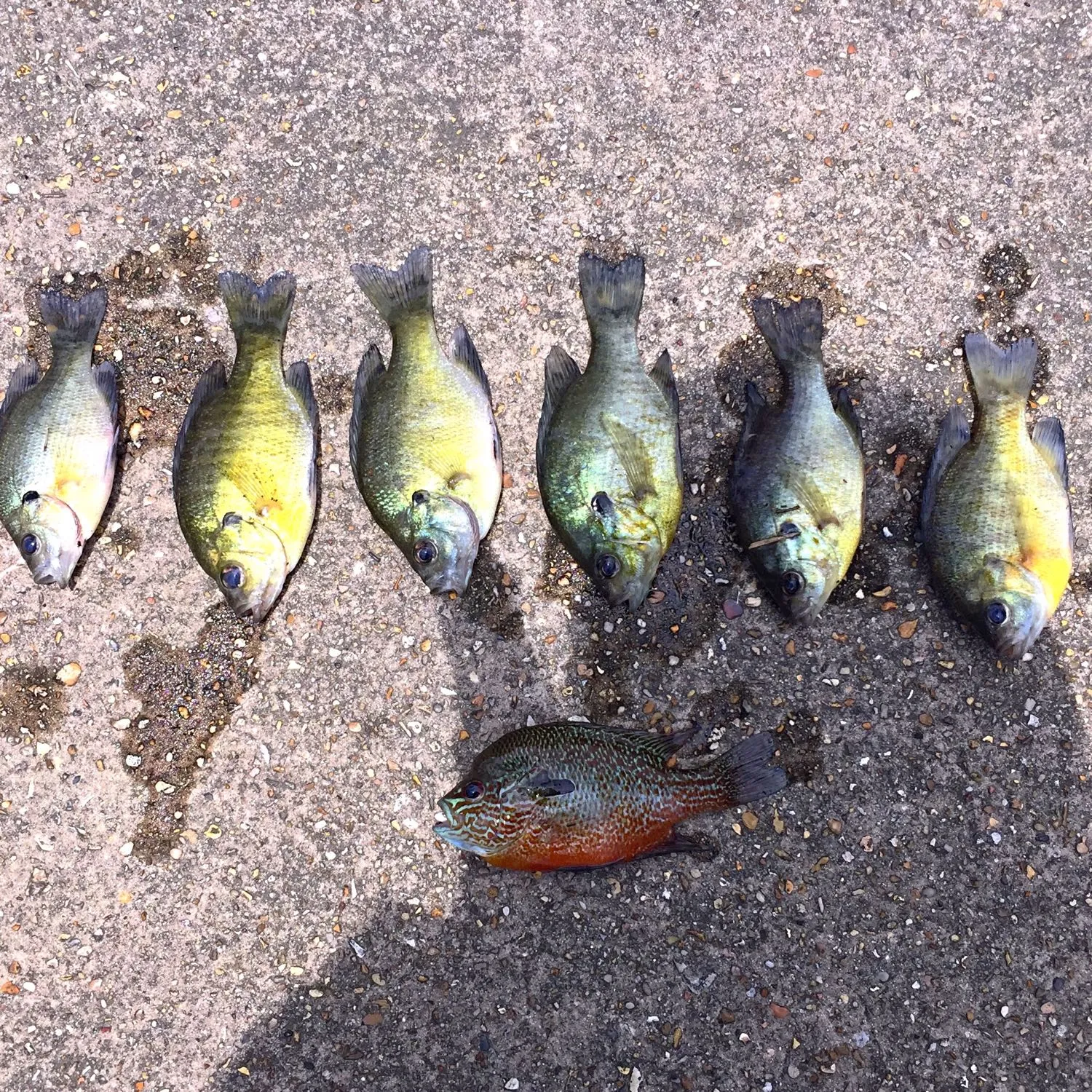 recently logged catches