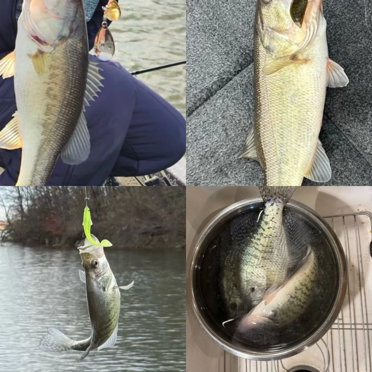 recently logged catches