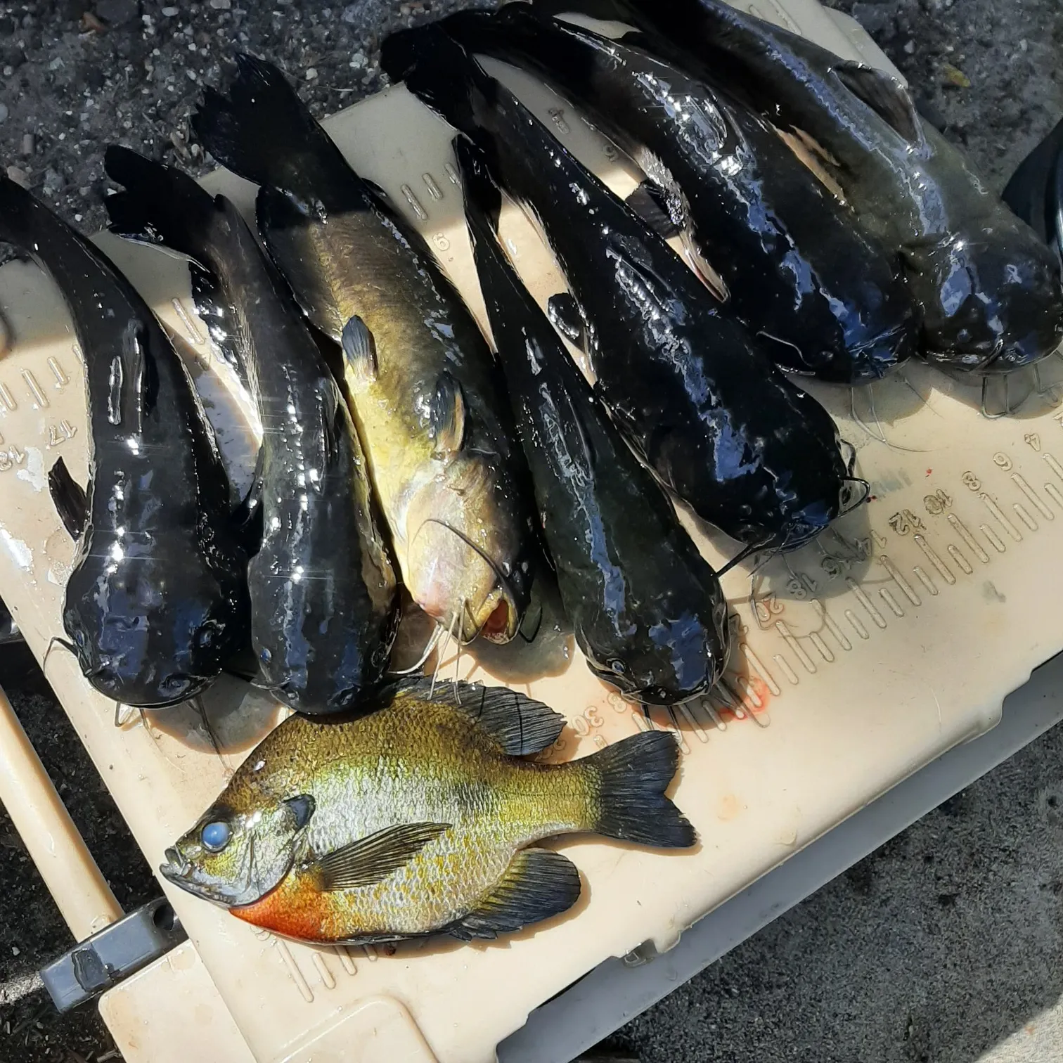 recently logged catches