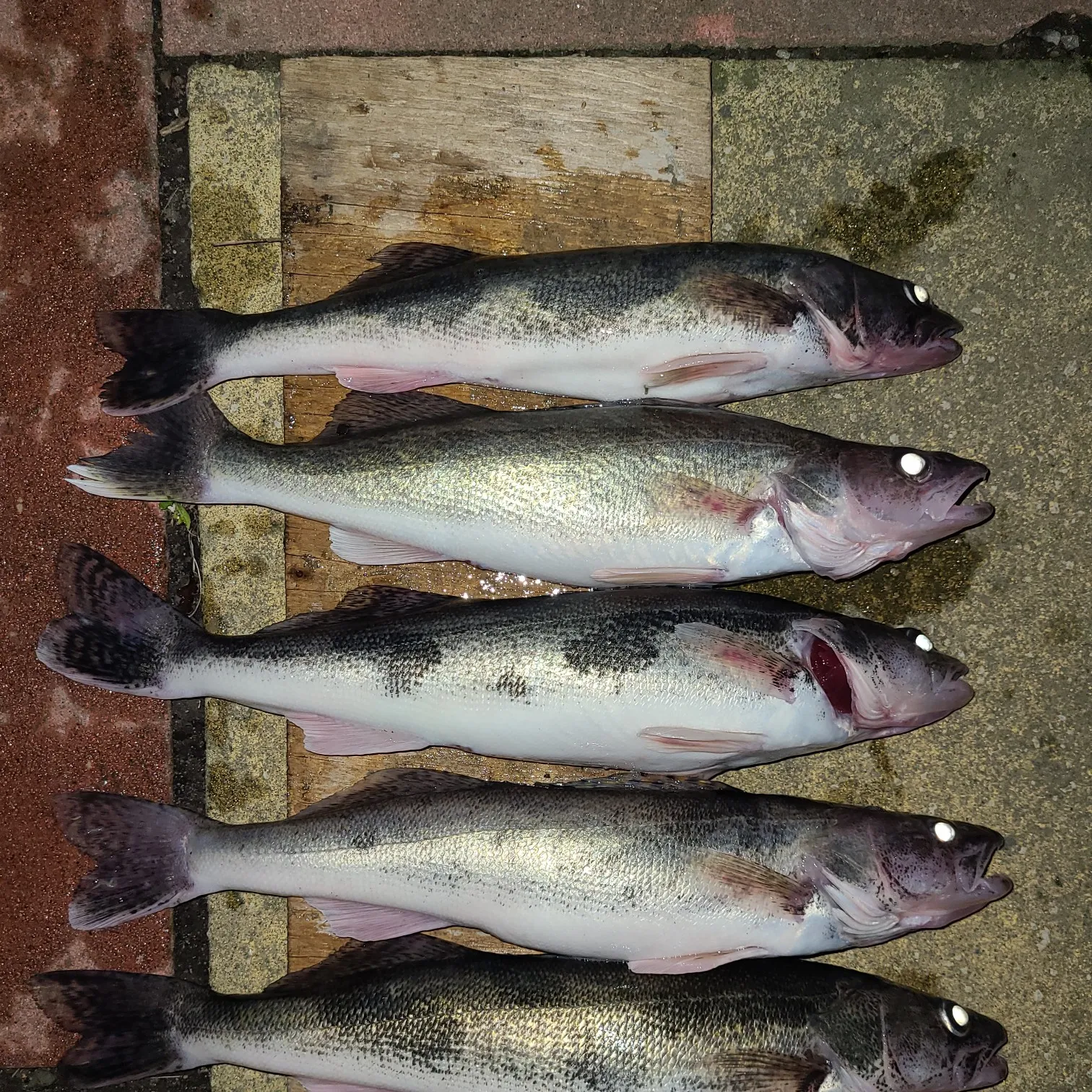 recently logged catches