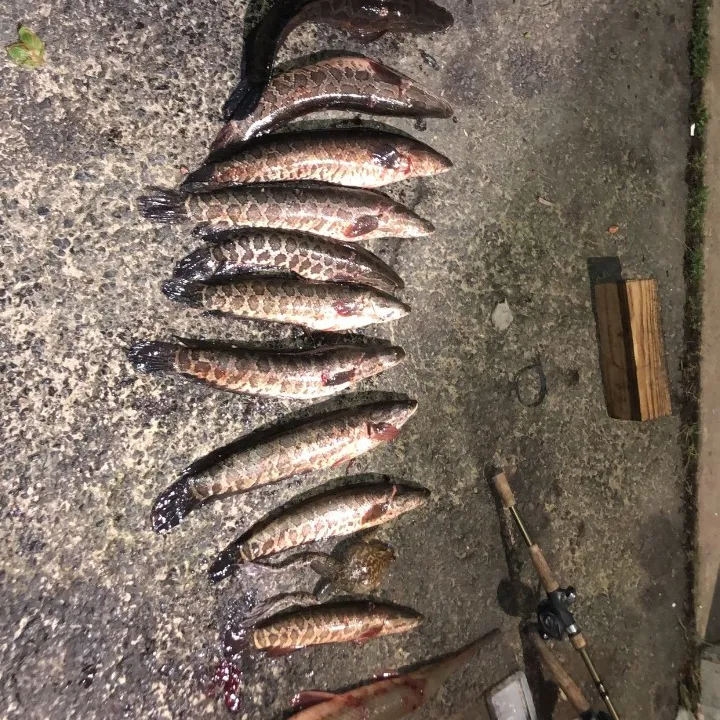 recently logged catches