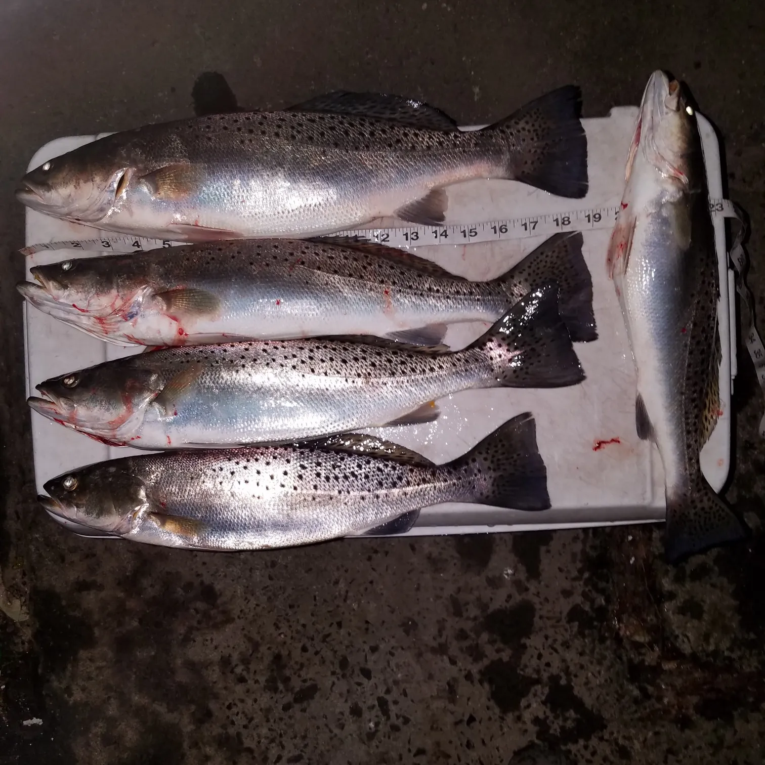 recently logged catches