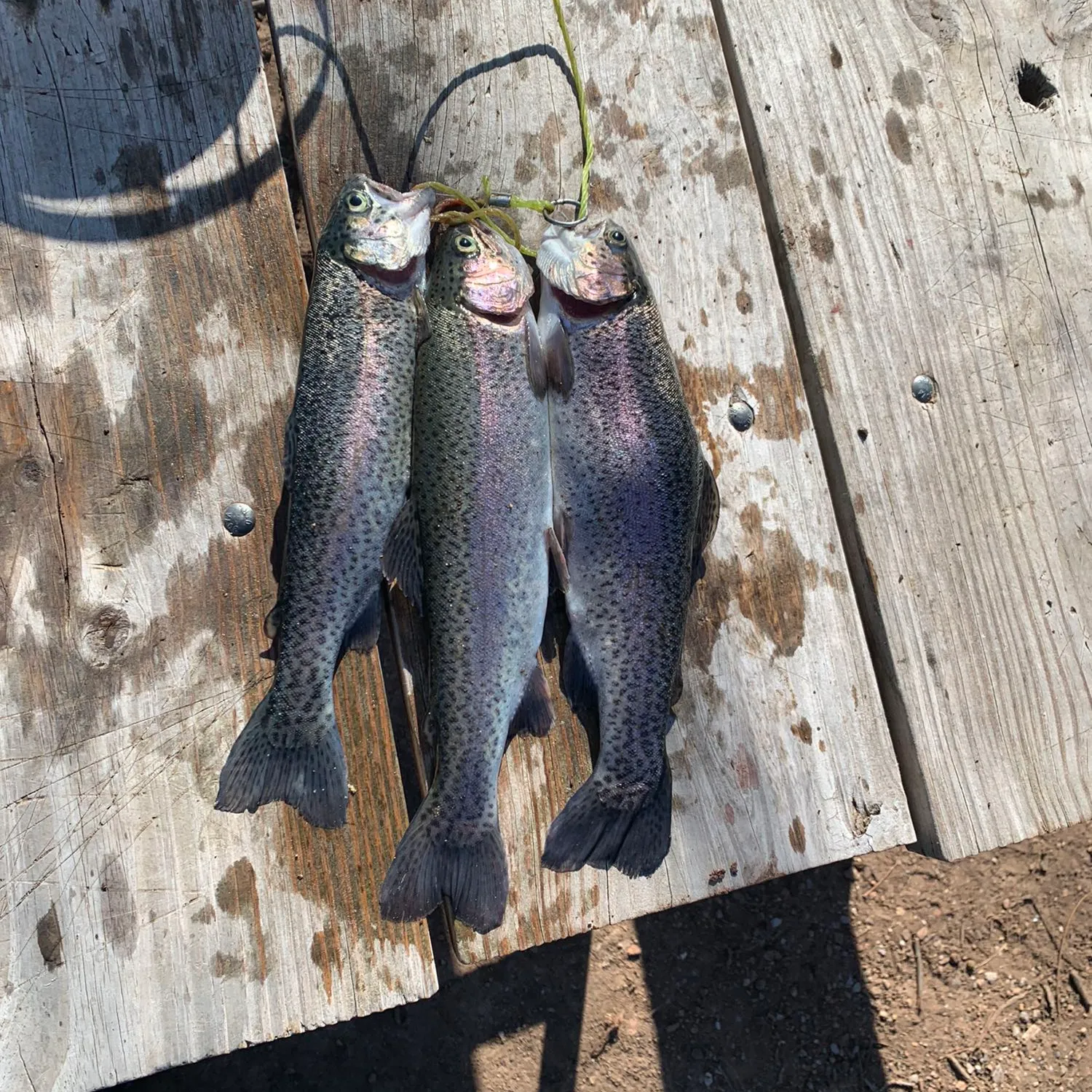 recently logged catches