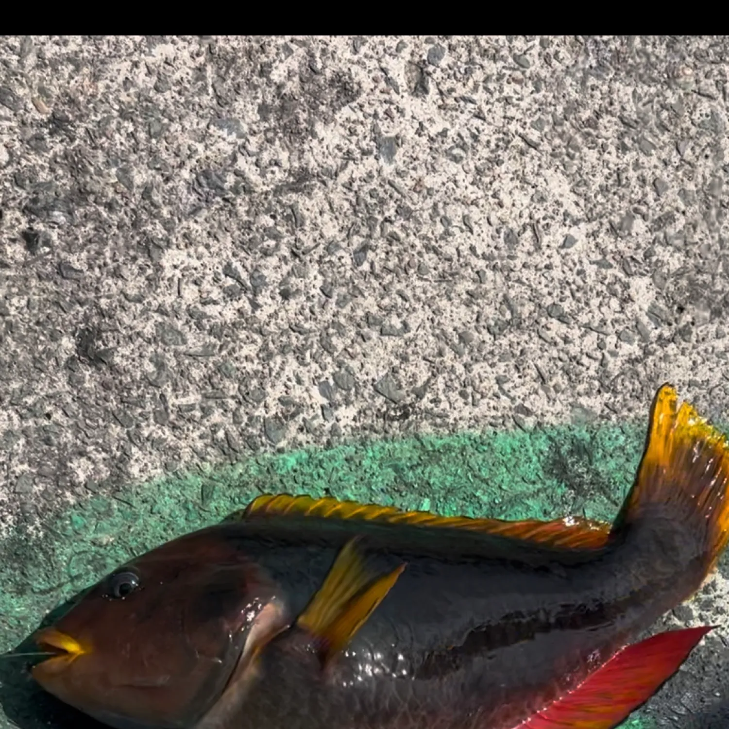 The most popular recent Crimsonband wrasse catch on Fishbrain