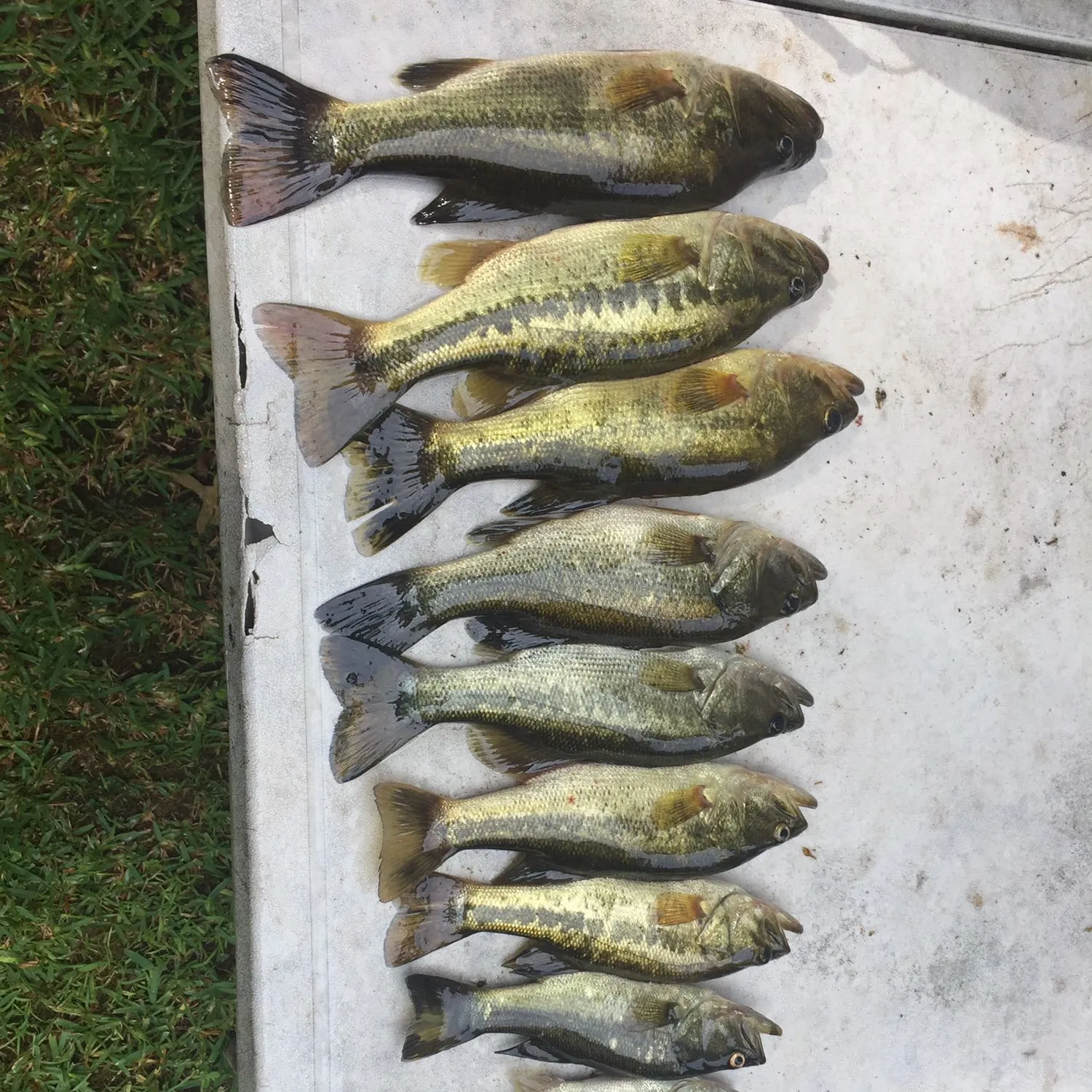 recently logged catches