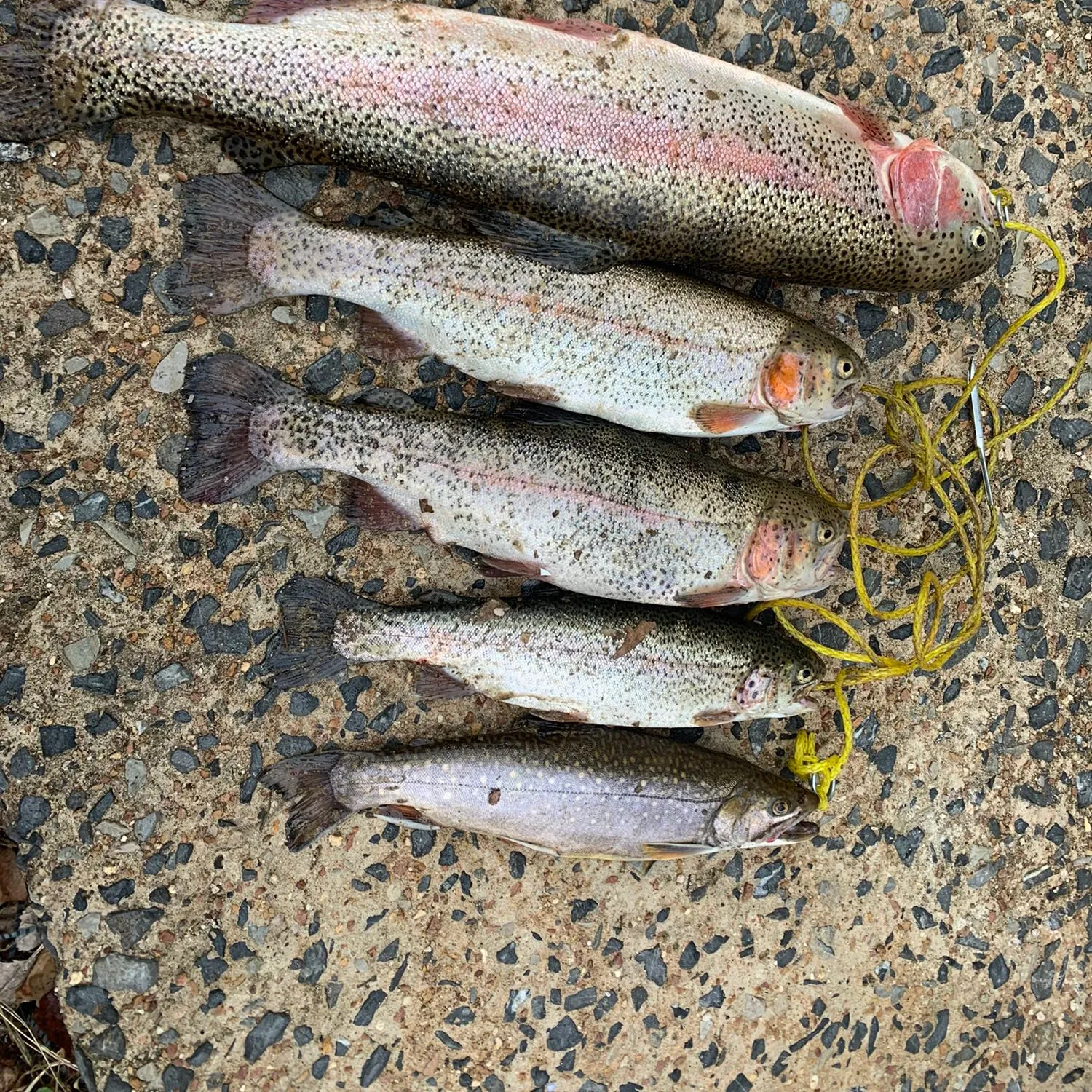 recently logged catches