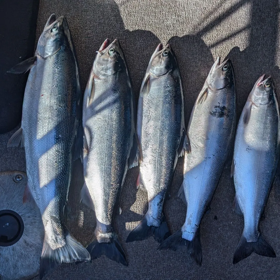 recently logged catches